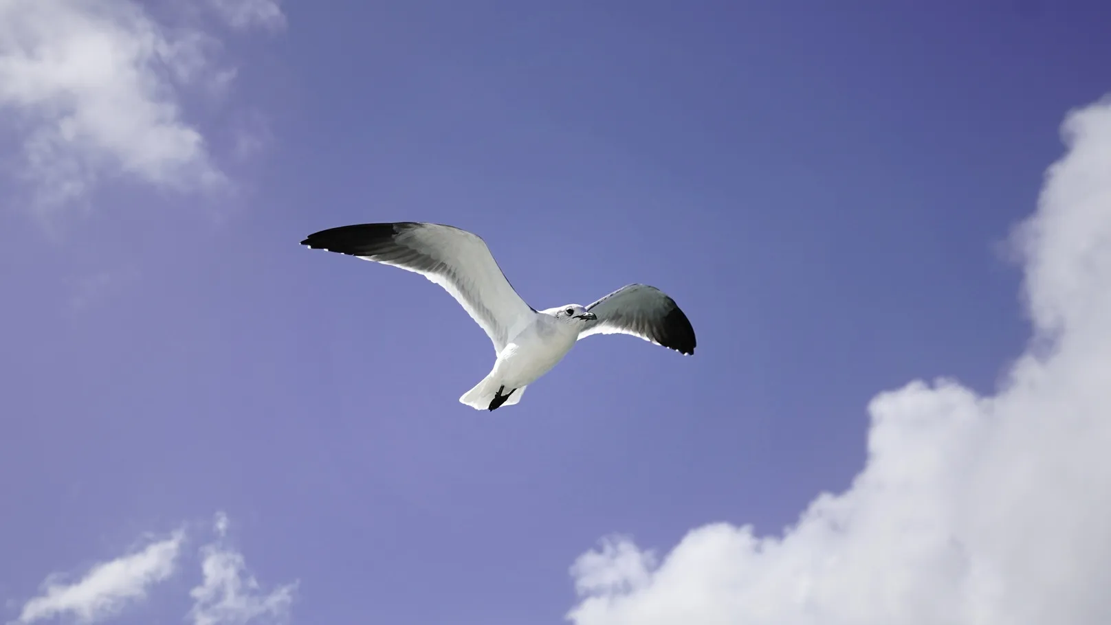 A Single Seagull in Flight