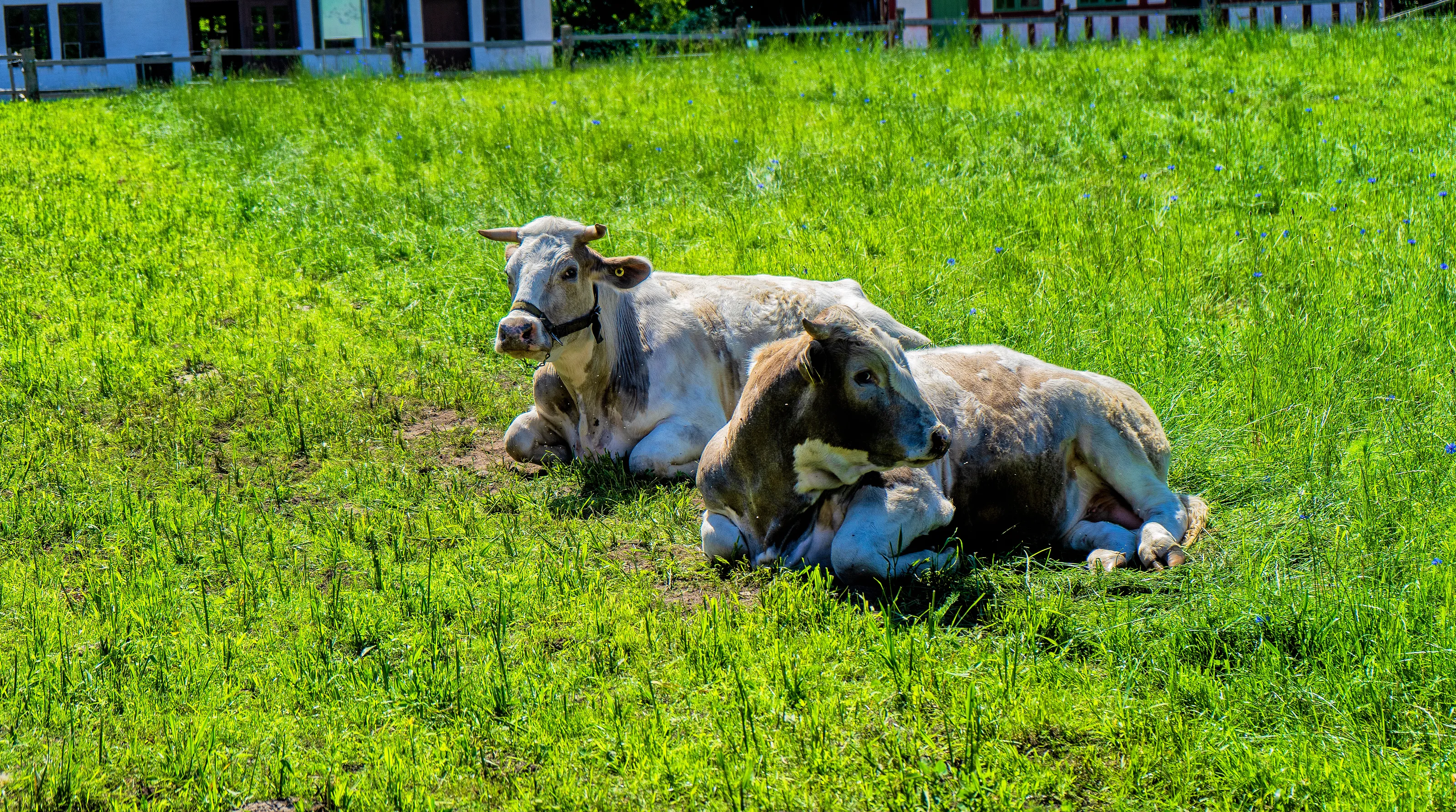 Farm Animals Lying Down Relaxing