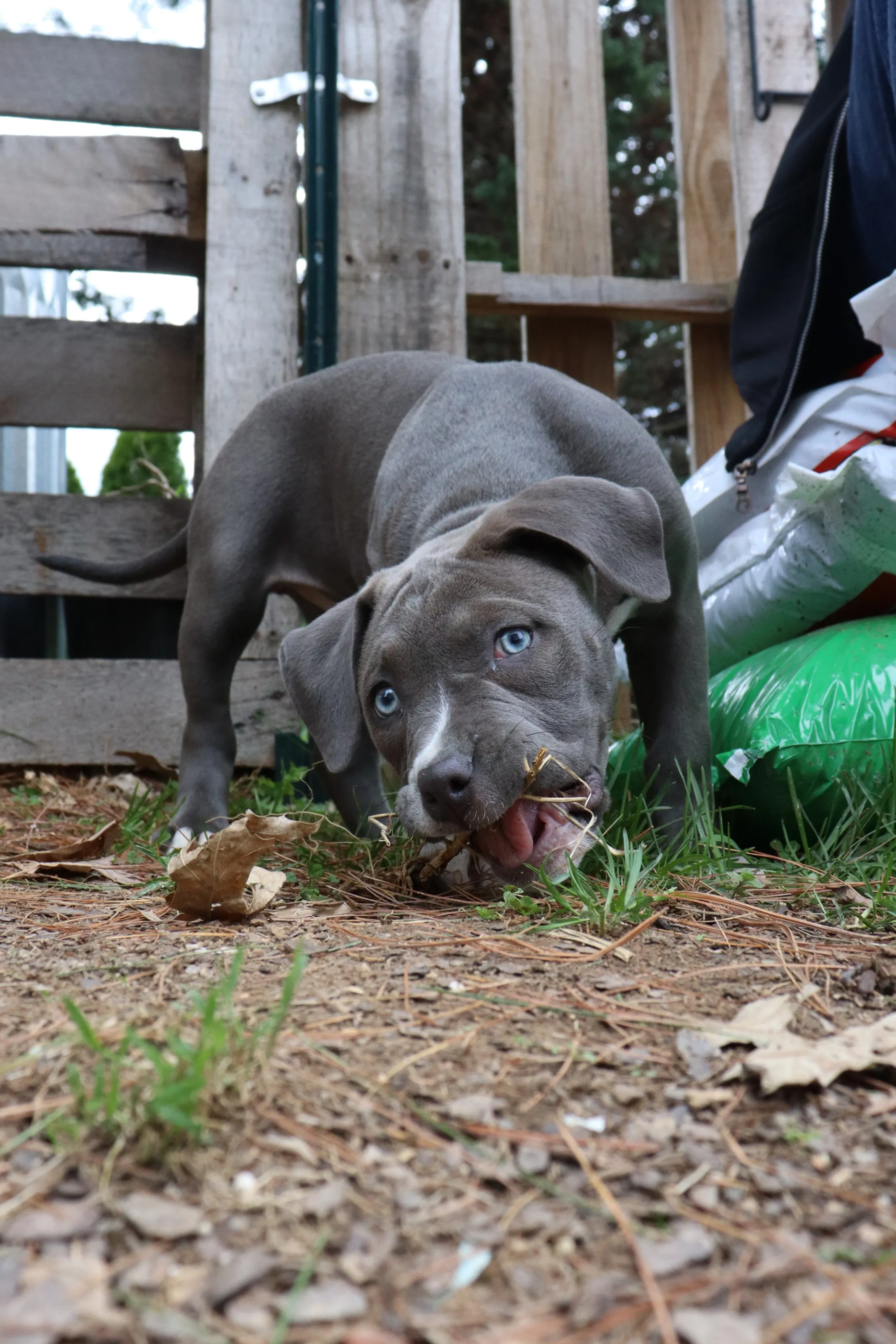 Bully Breeds of Dog Being Not So Bullish