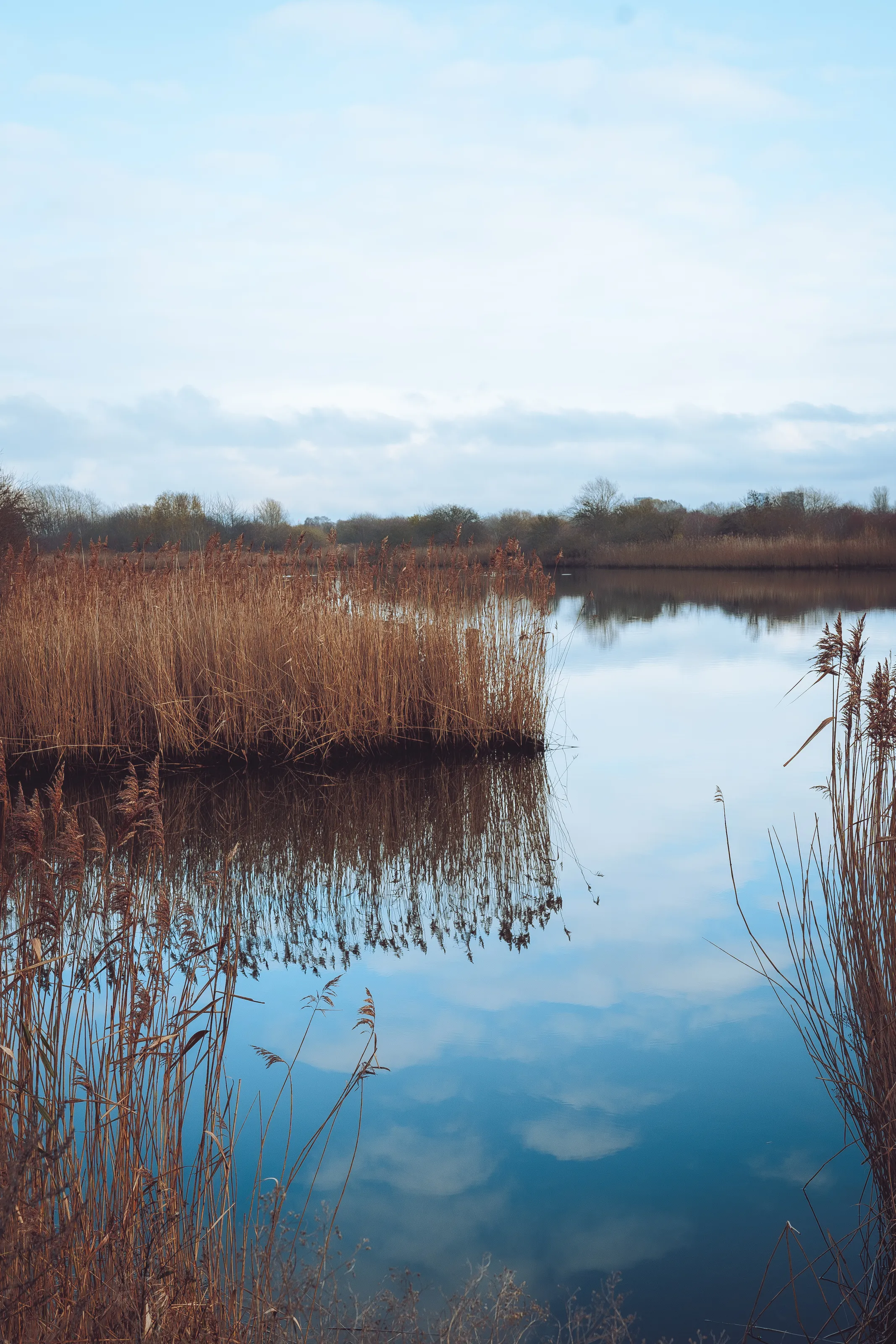 Reflections in a Lake