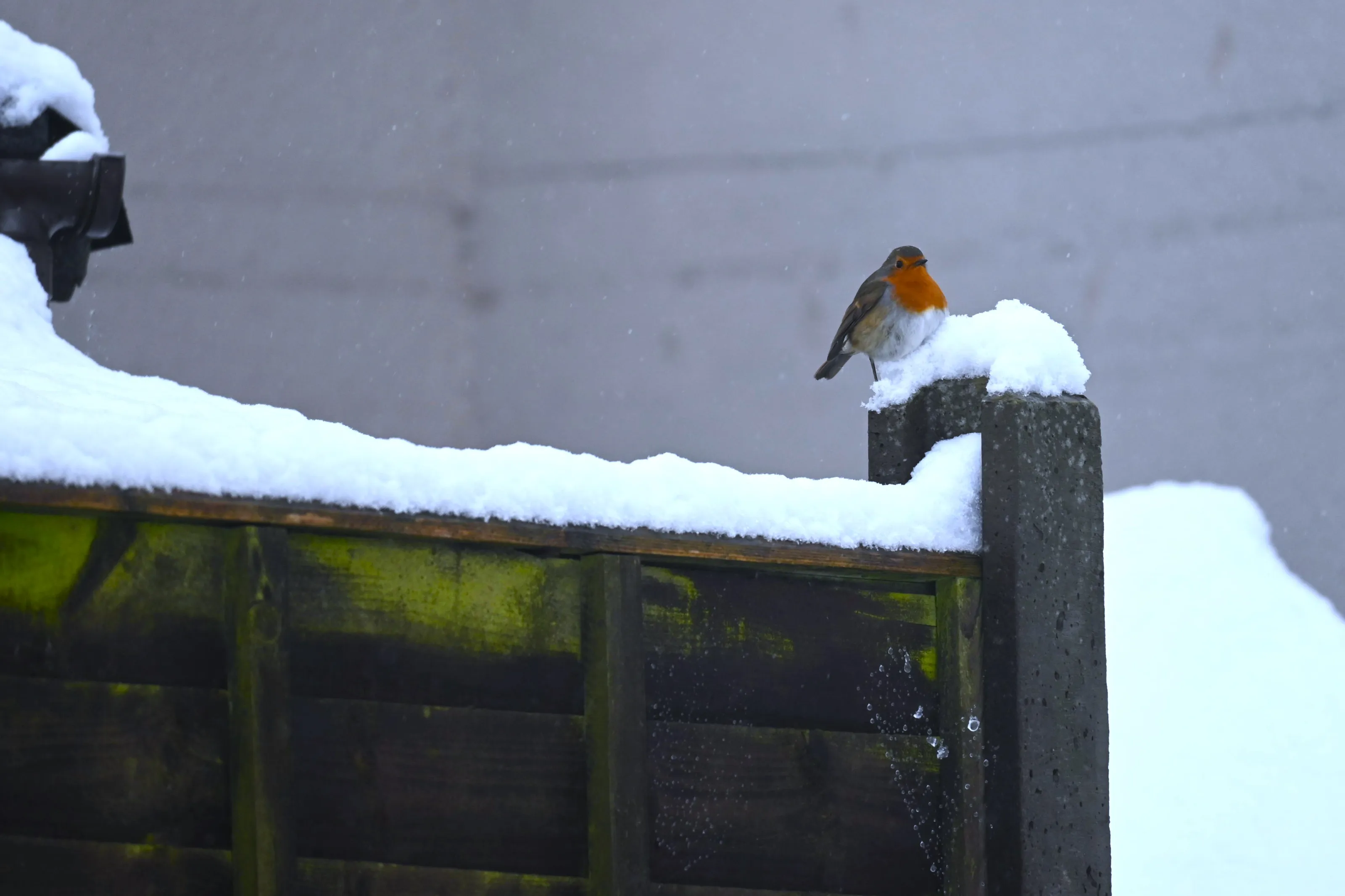 Single Bird in a Garden