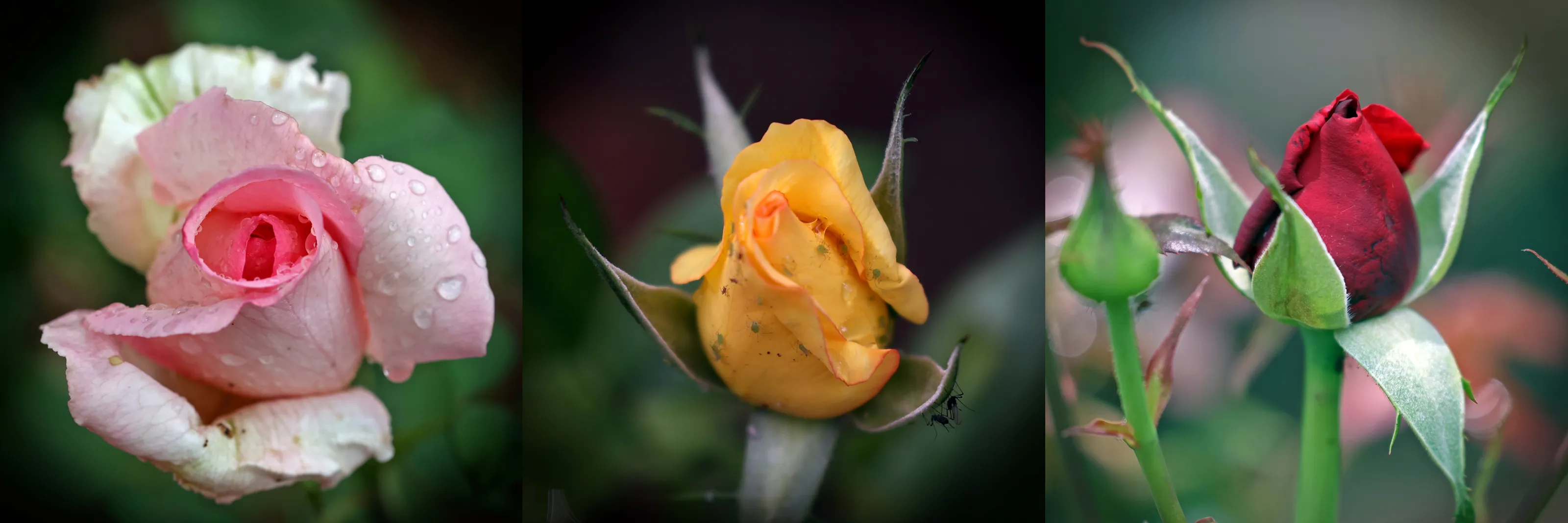 Rosebuds (in colour)