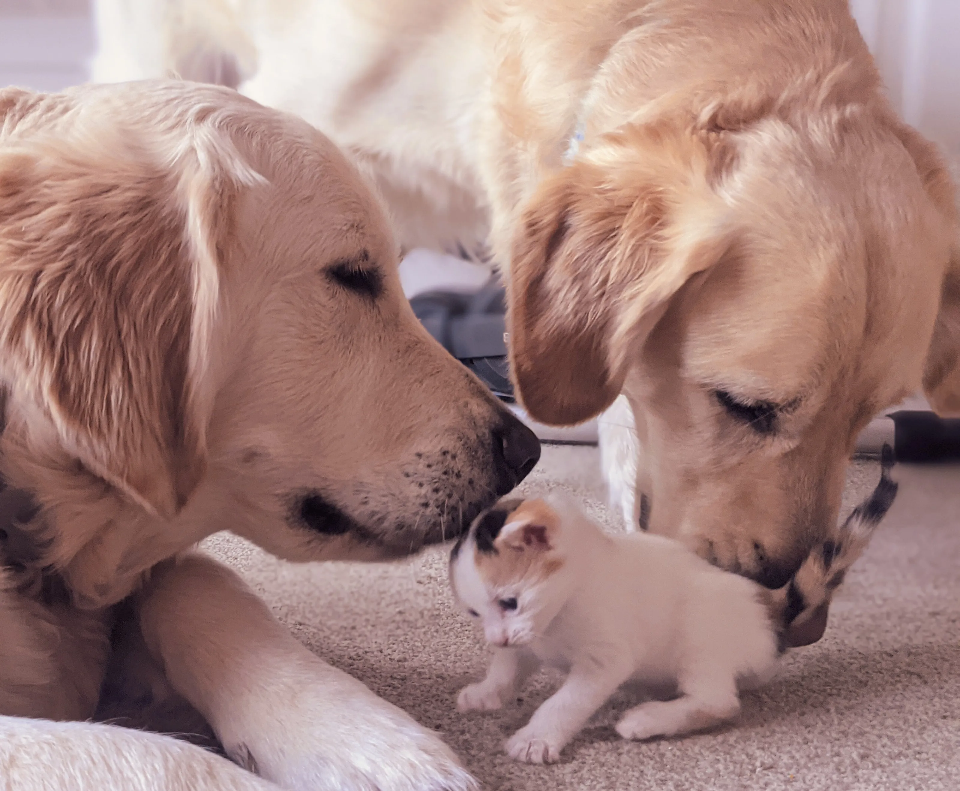 Golden Retriever Dogs