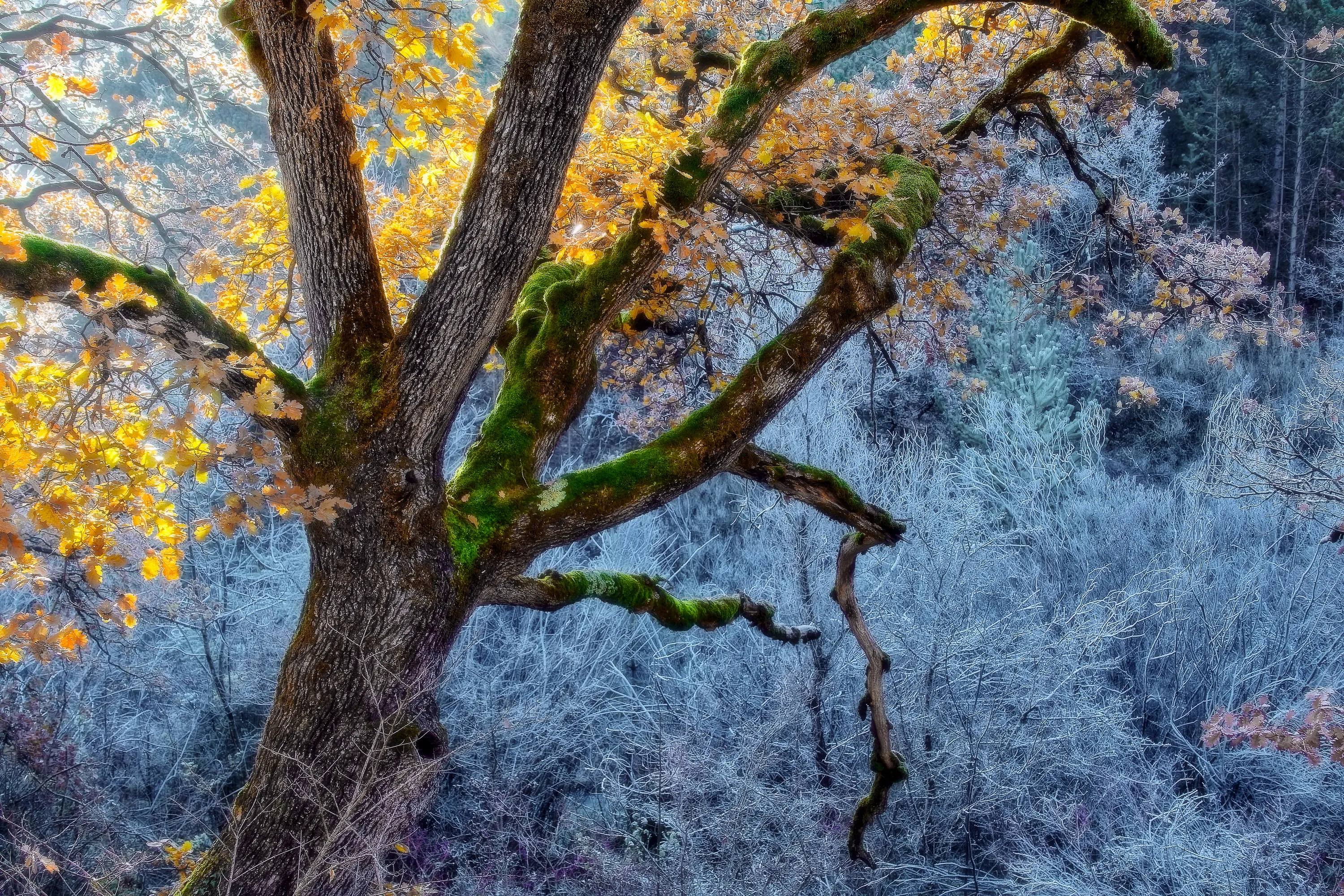 Natural Winter Light Outdoors in Nature