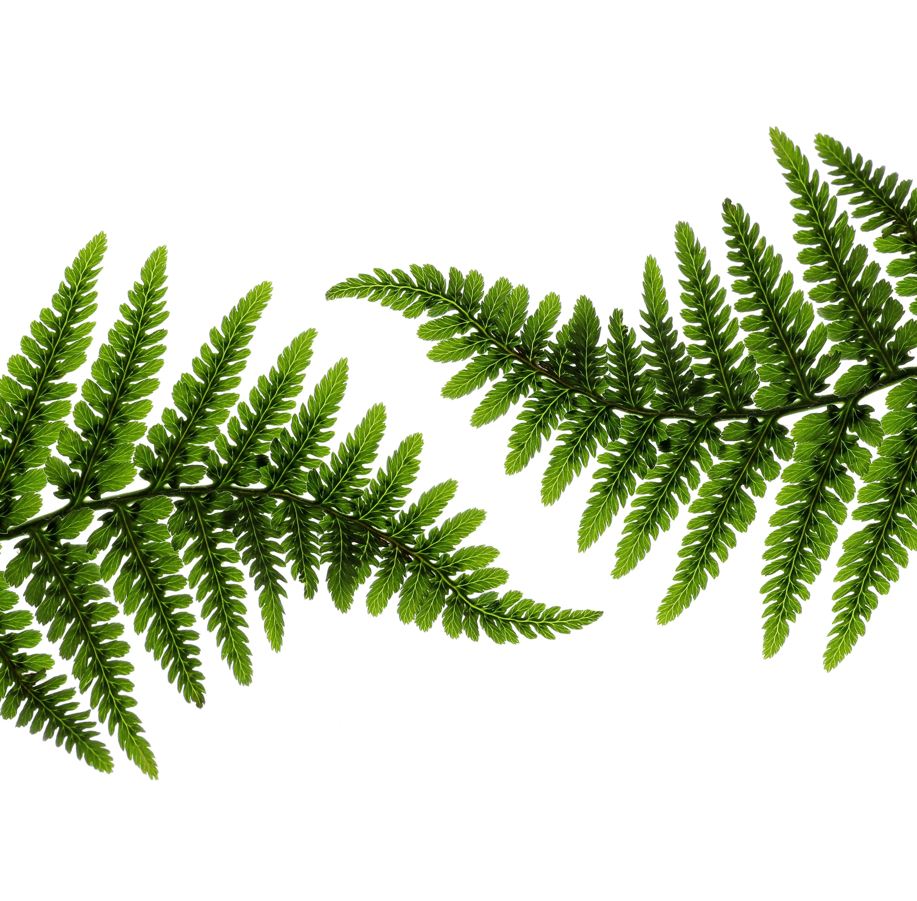 Ferns