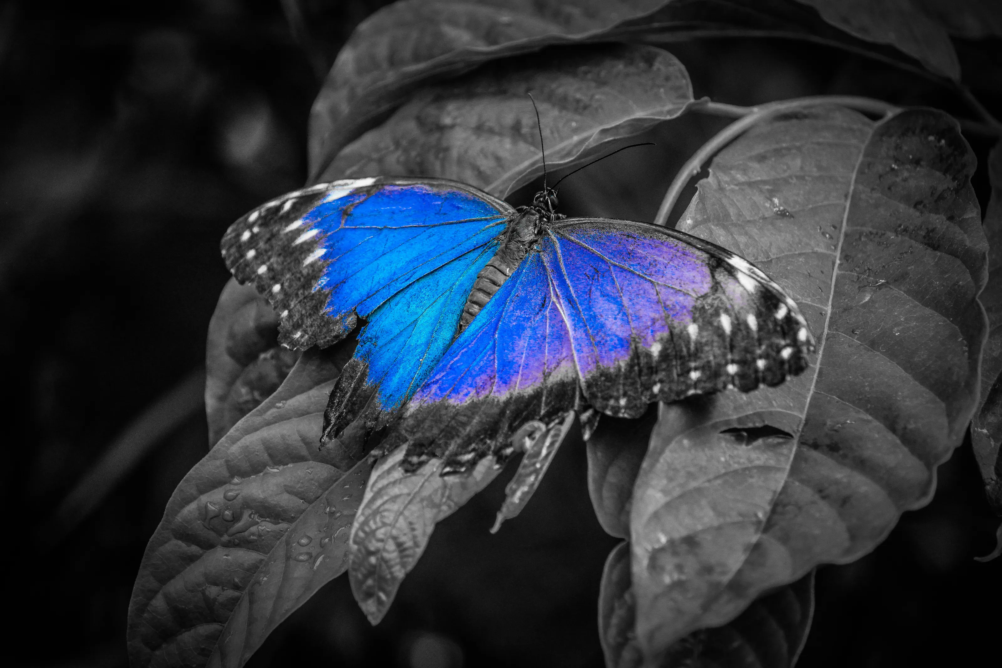 Butterflies in Selective Colour