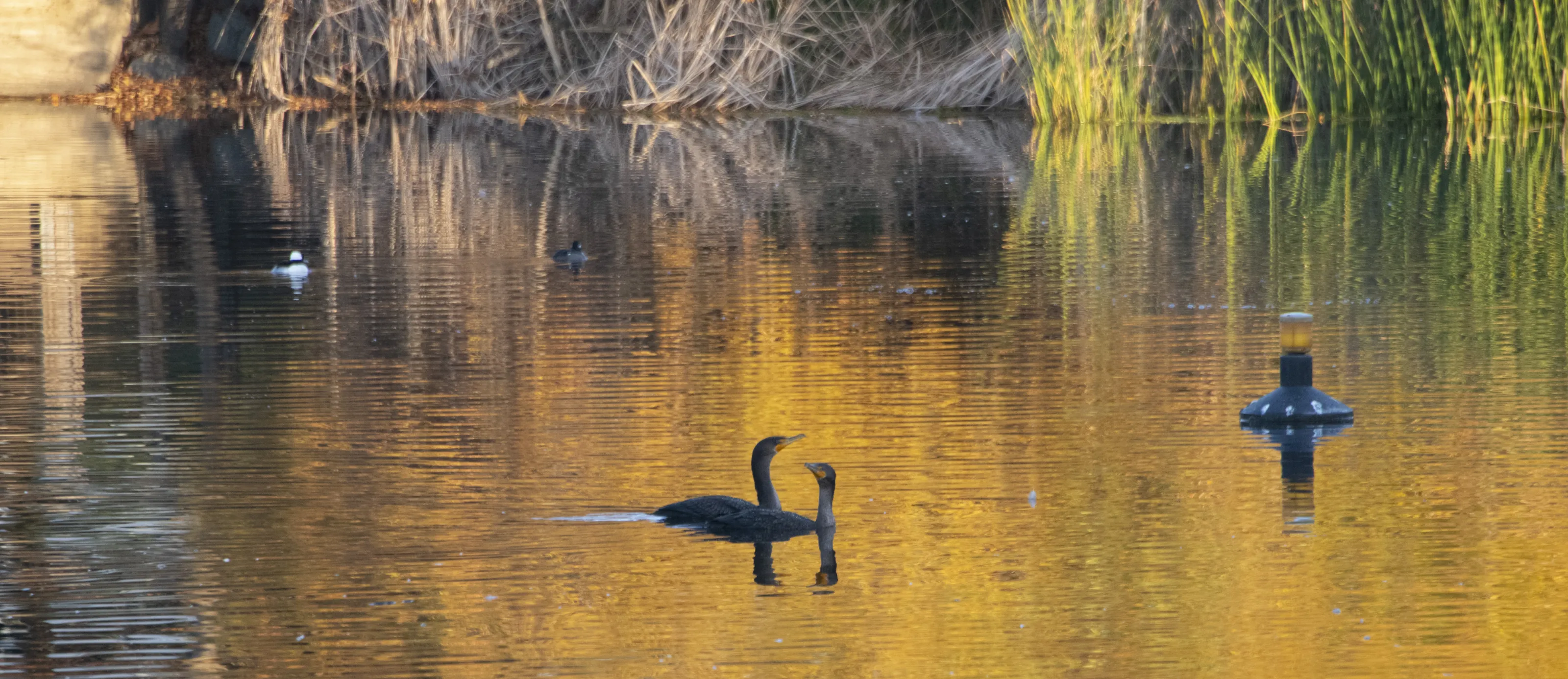 Wild Birds on a Lake