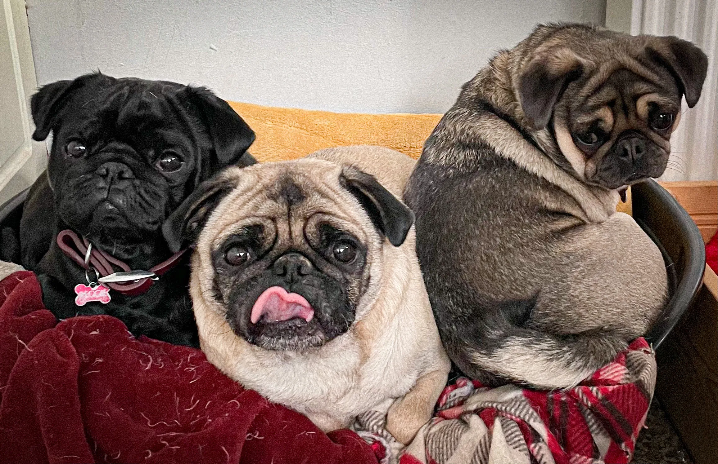 Pug Dogs