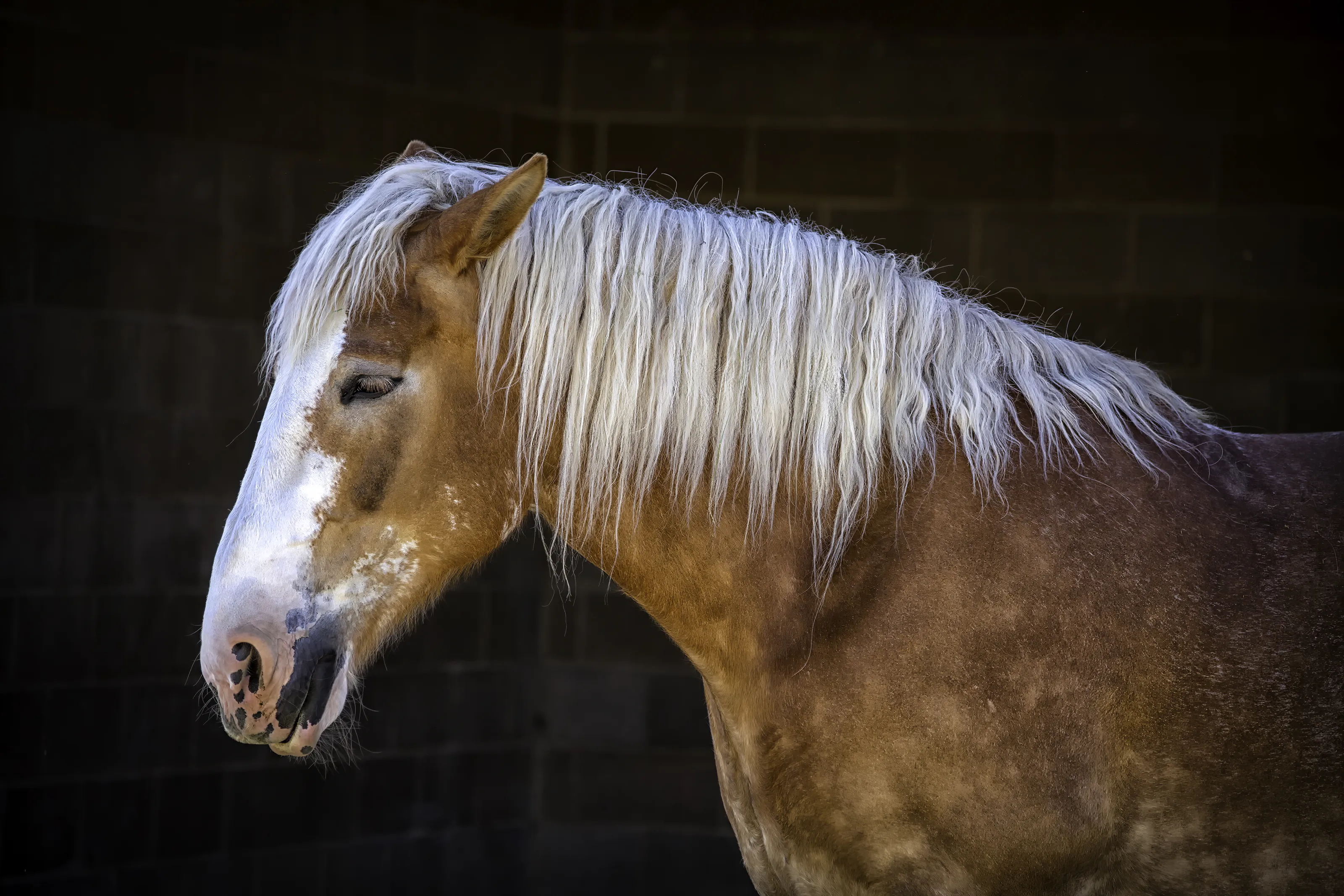 Animals in Profile