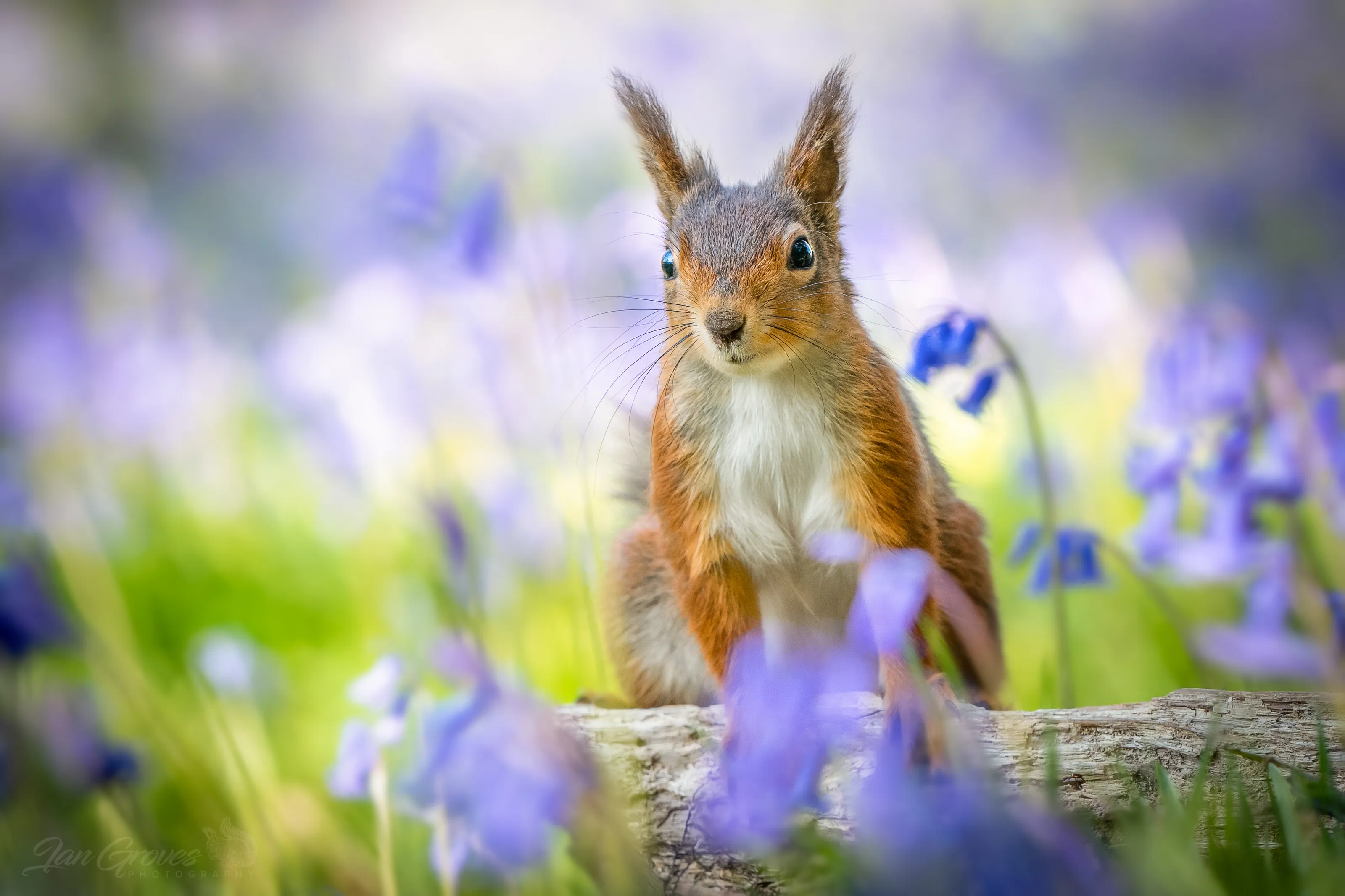 British Wildlife
