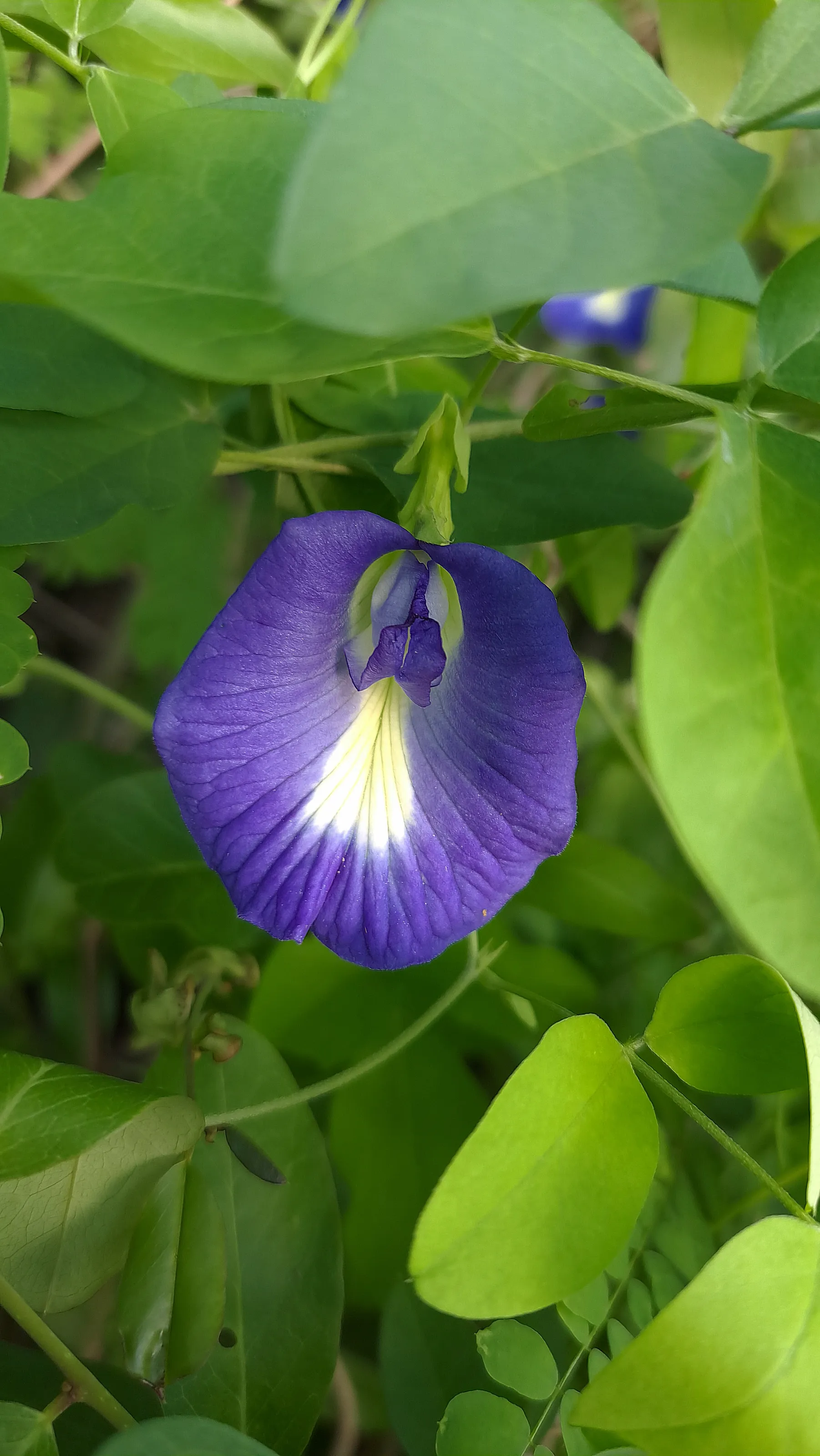 Blue or Purple Flowers