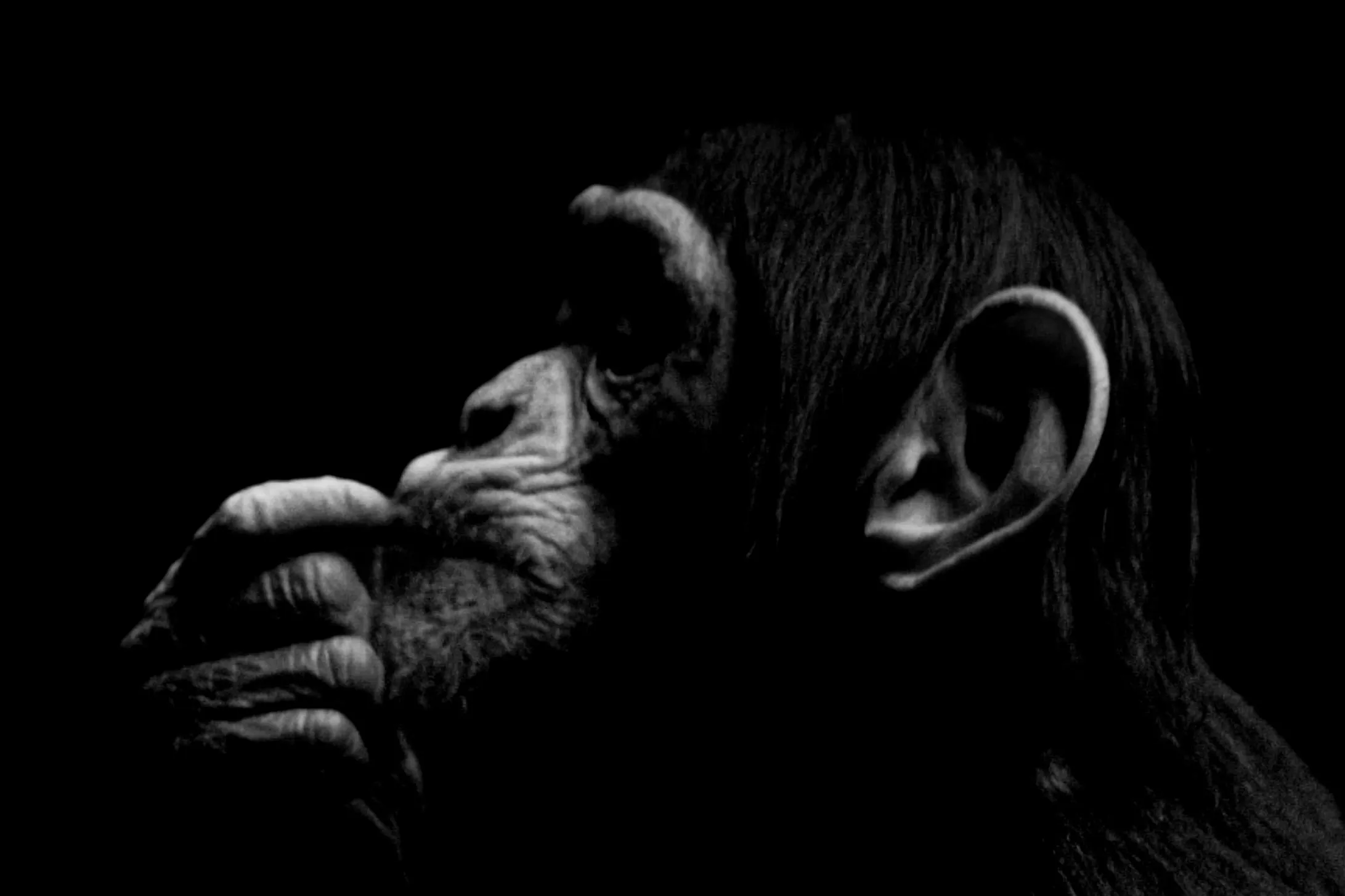 Side Portraits of Animals in Black and White
