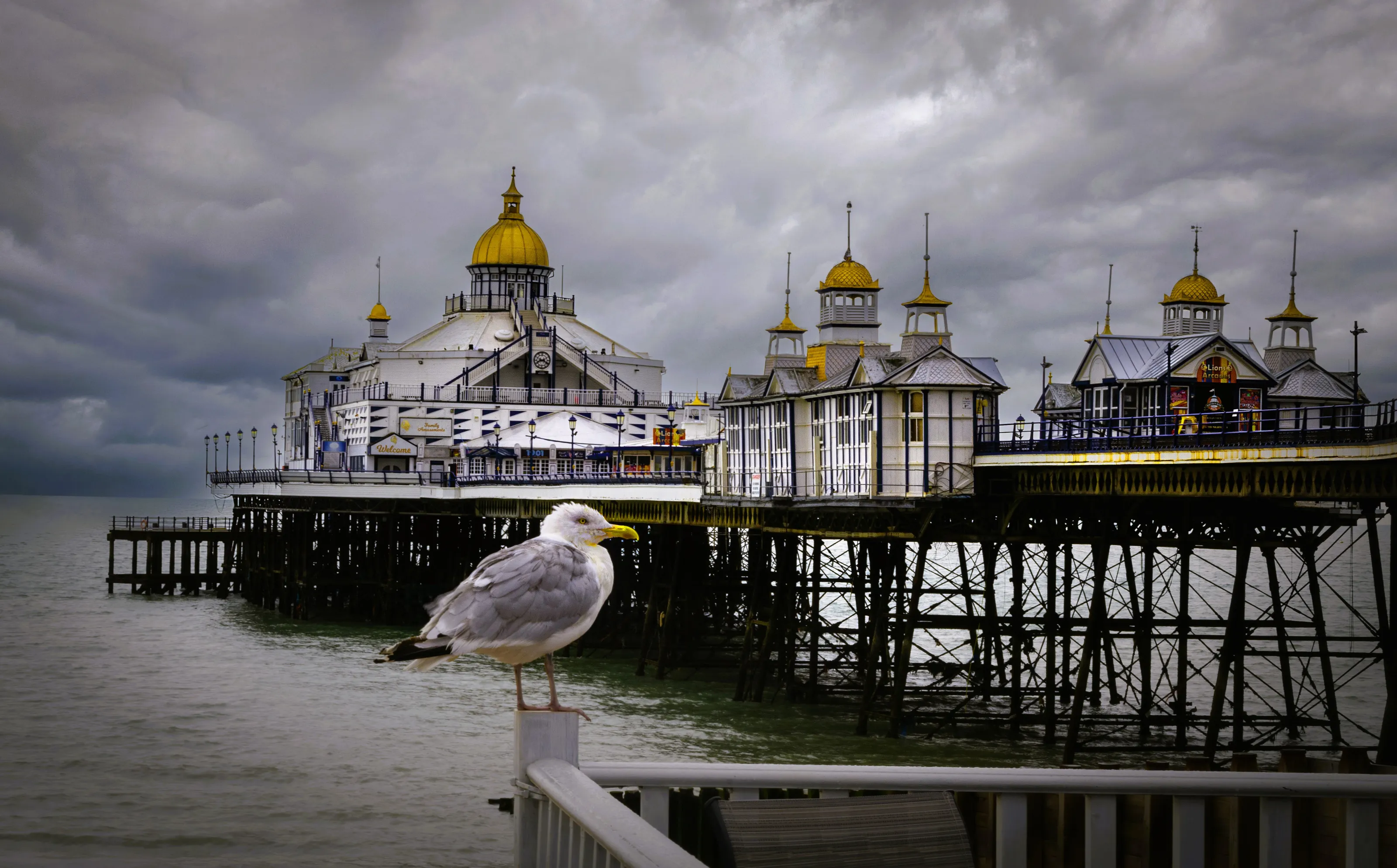 Seagulls at the Seaside