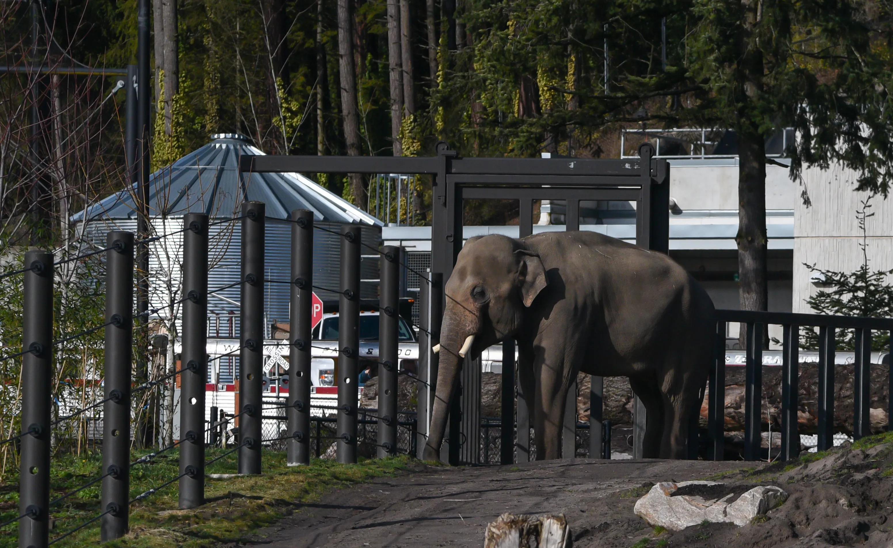 Animals at the Zoo (in colour)
