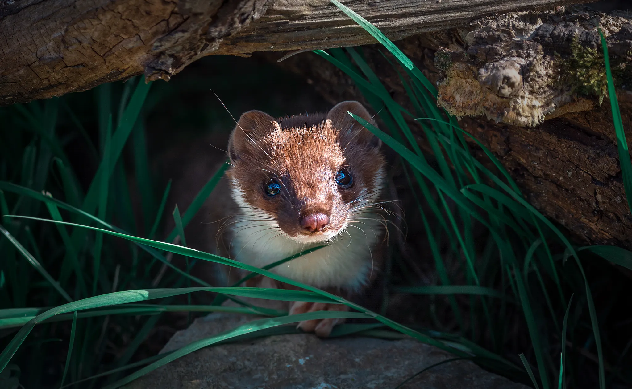 Stoats and Weasels