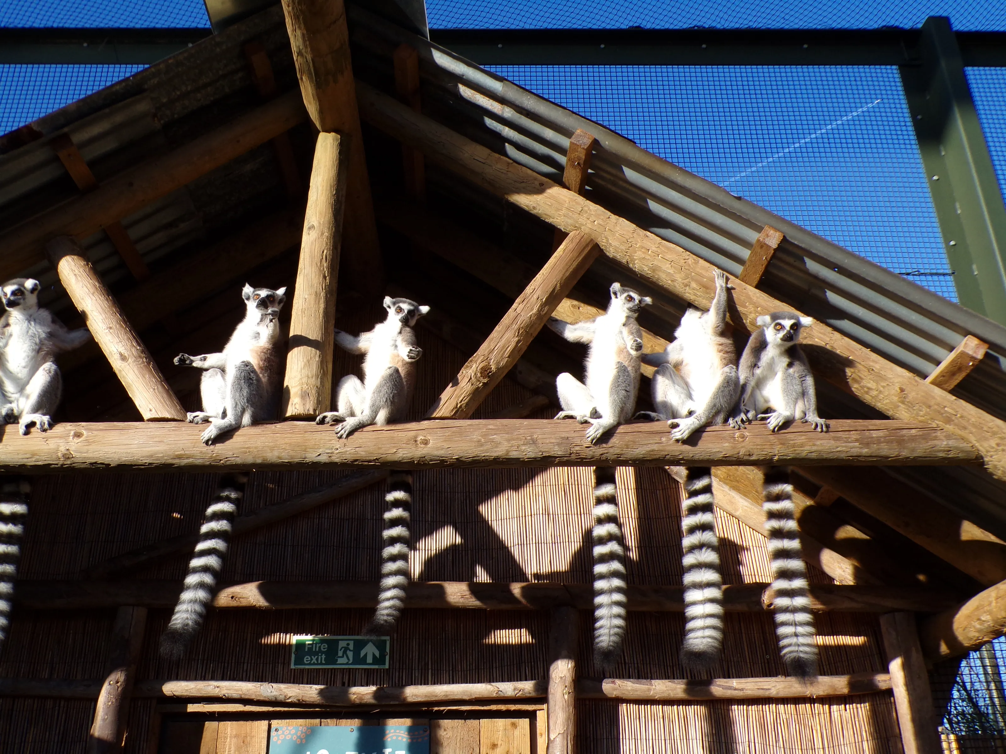 Lemurs