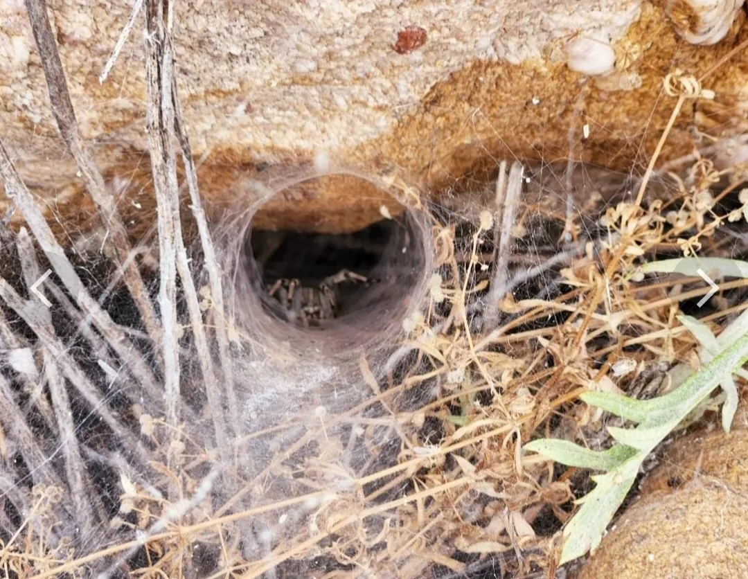Webs and Webbing