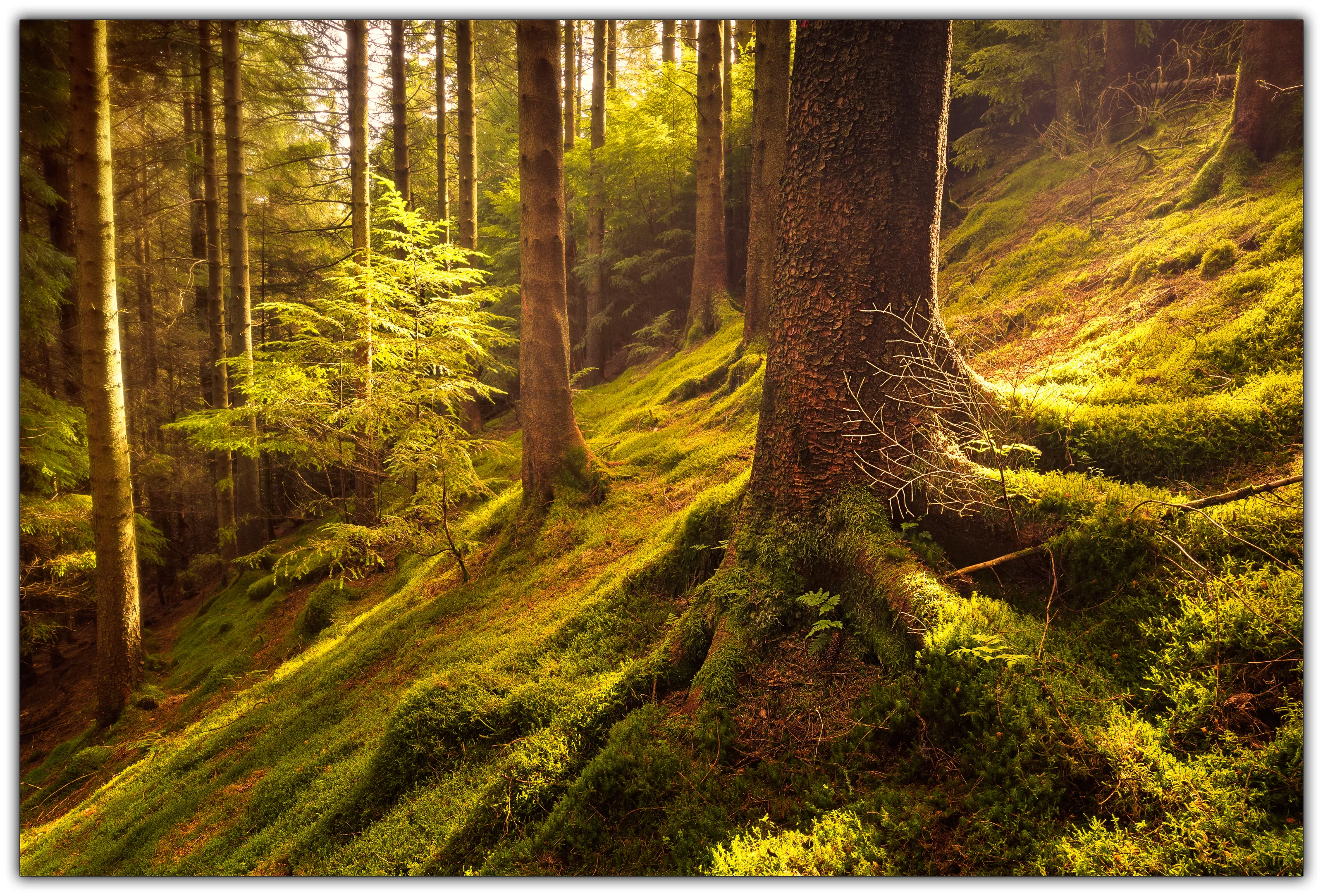 Forests and Woodlands (in colour)