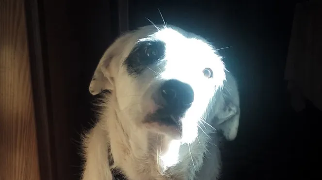 Dogs