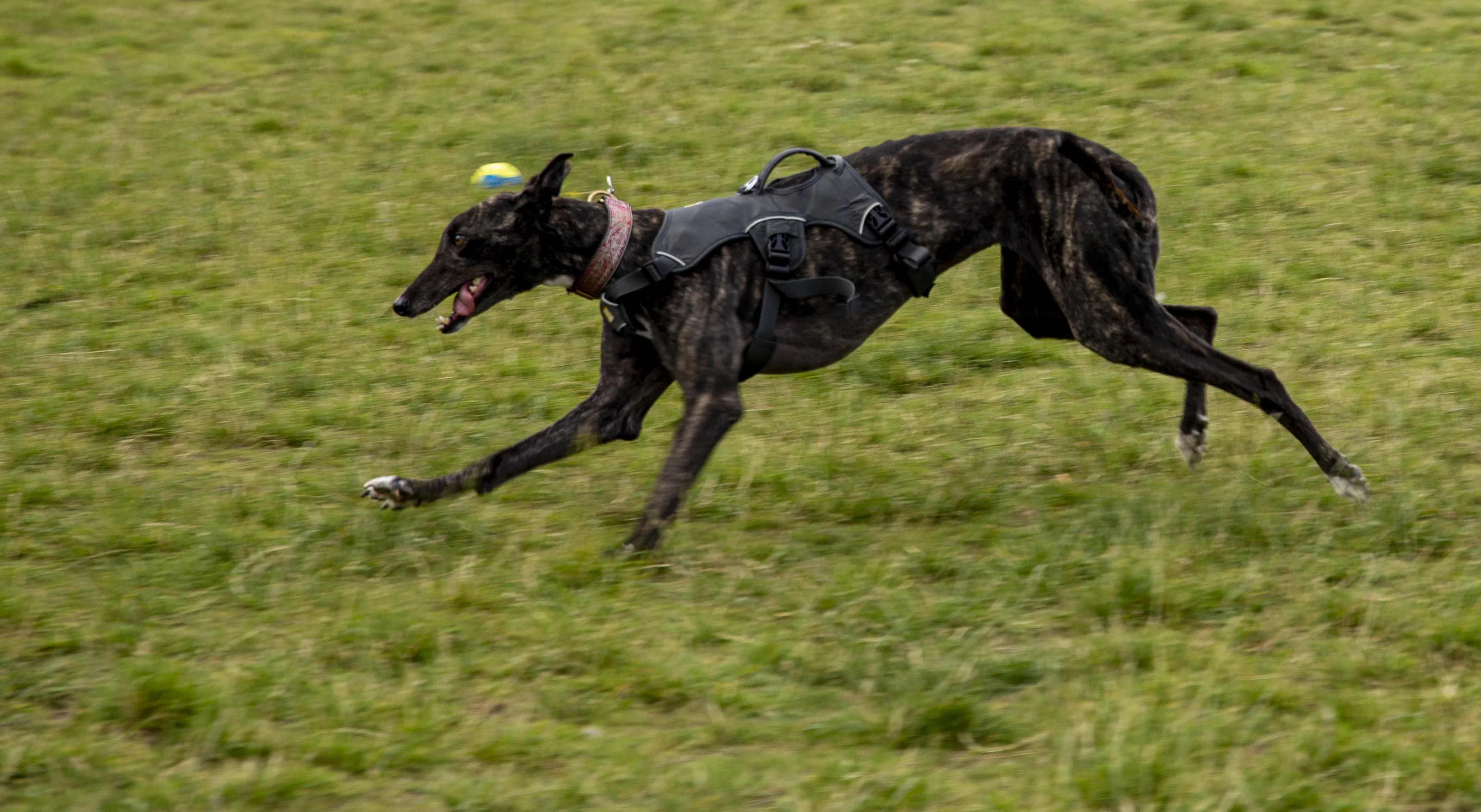For the Love of Greyhounds
