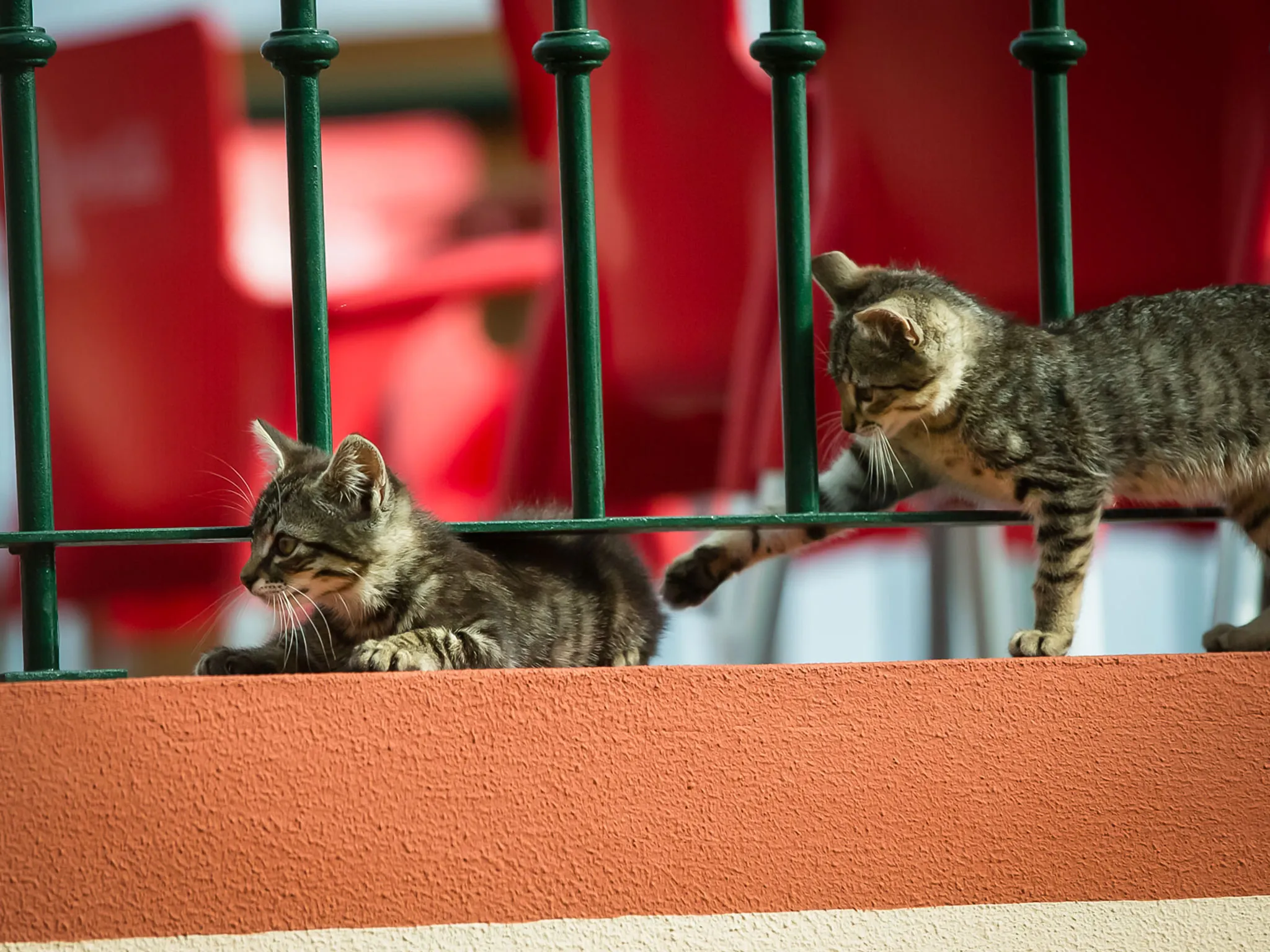 Mischievous Domestic Cats and Kittens