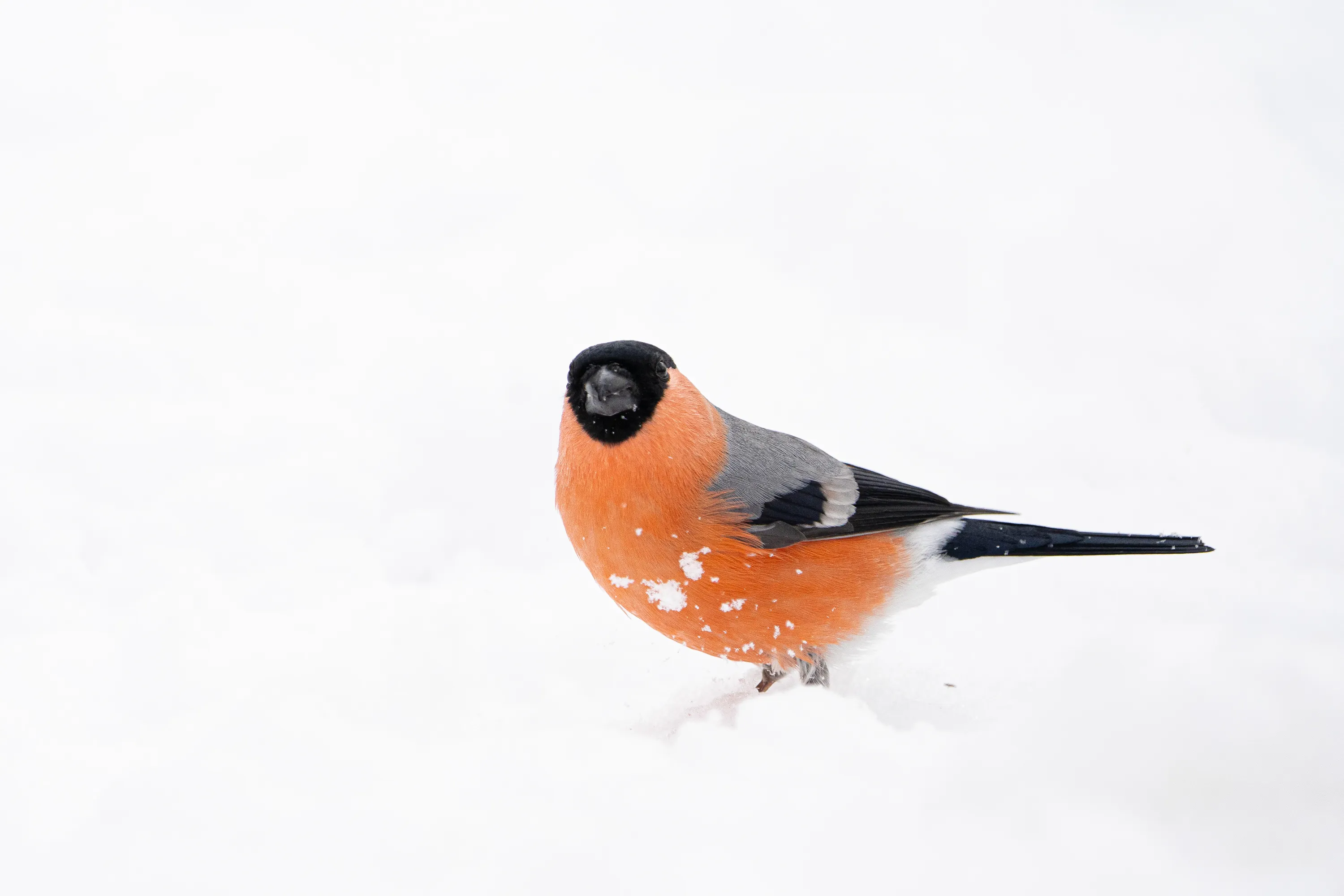 Colourful Wild Birds