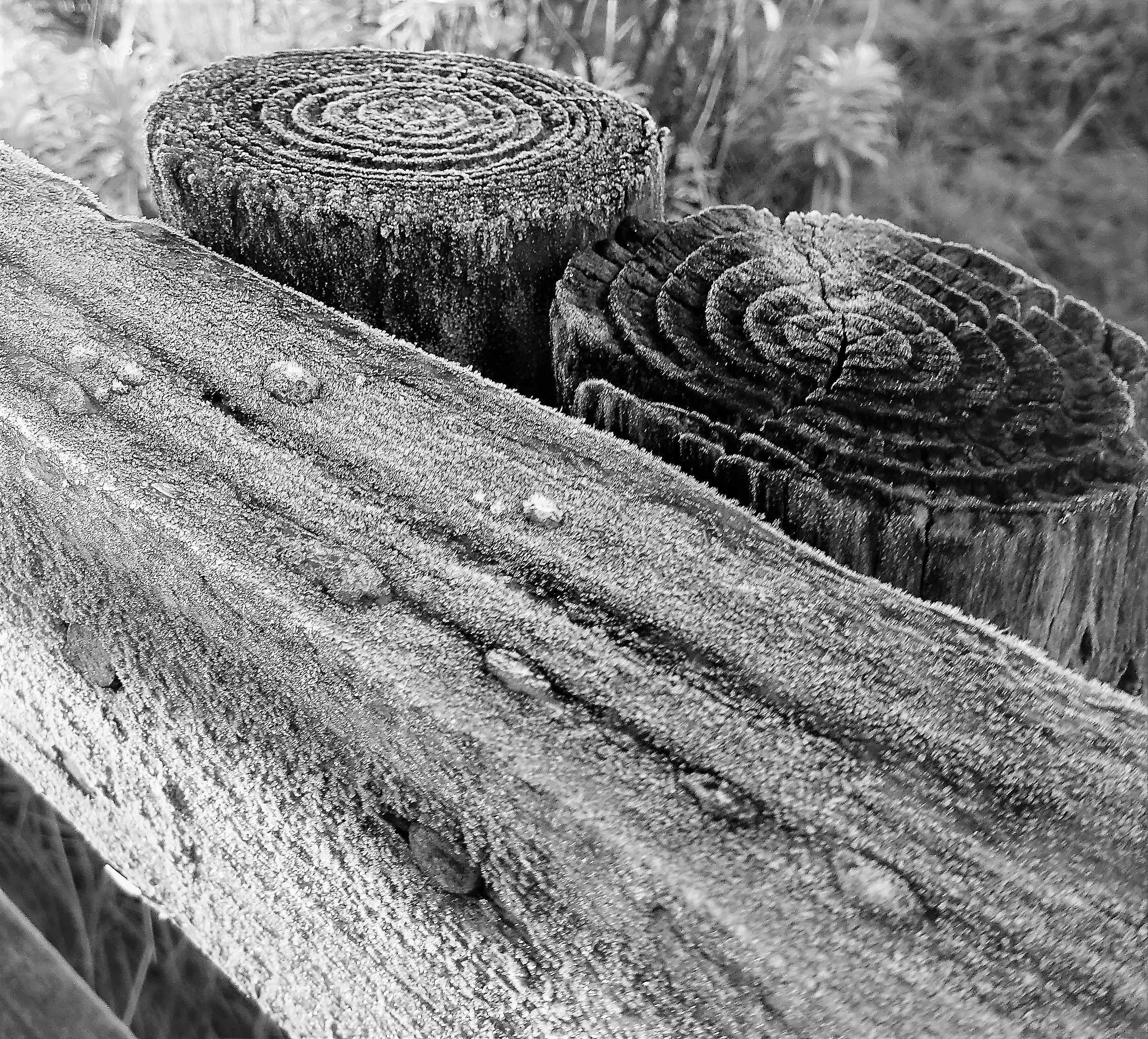 Items Covered in Frost in Black and White
