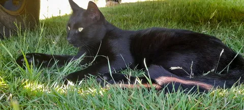 Black Cats (in colour)
