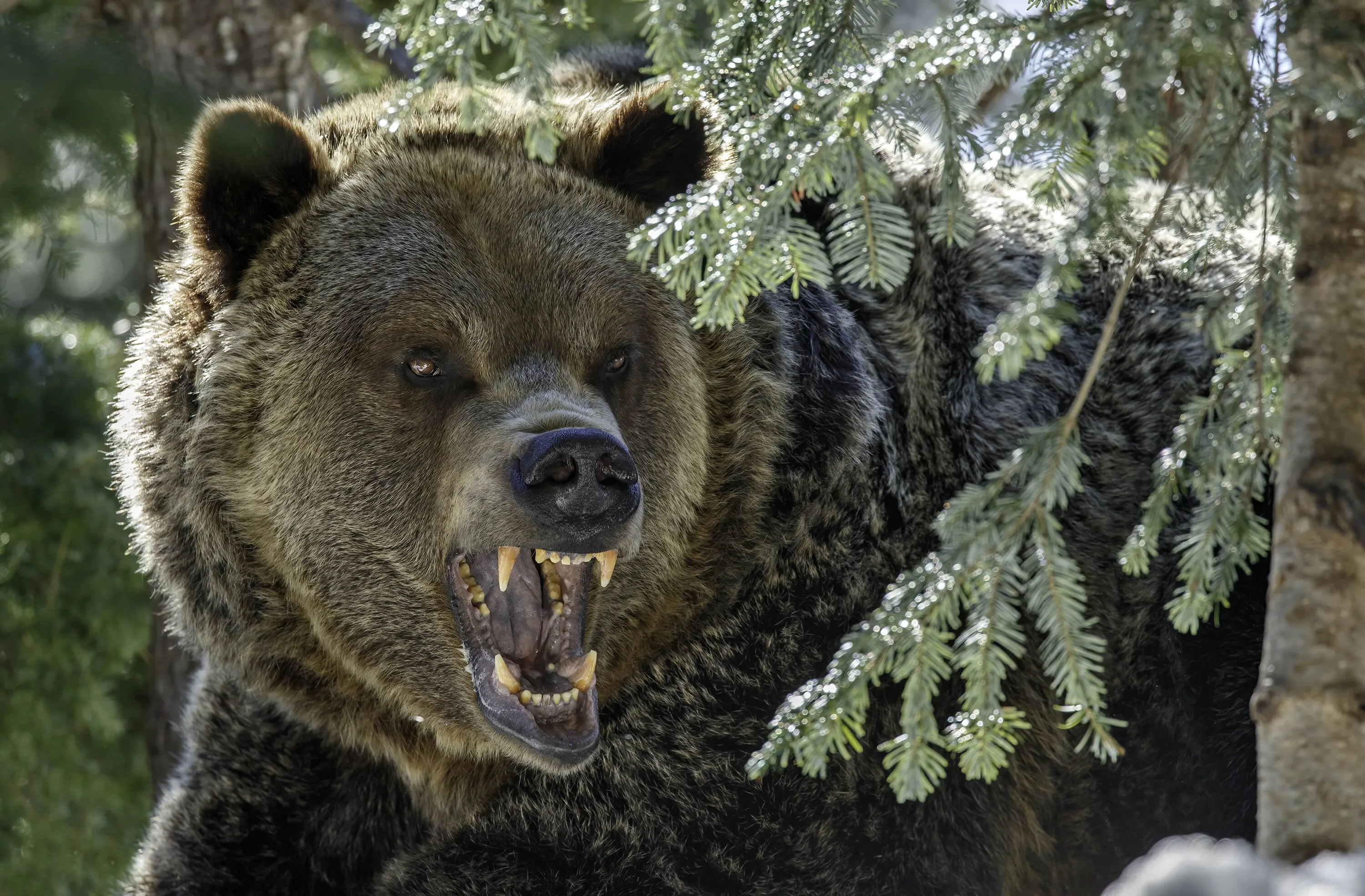 Wild Animals