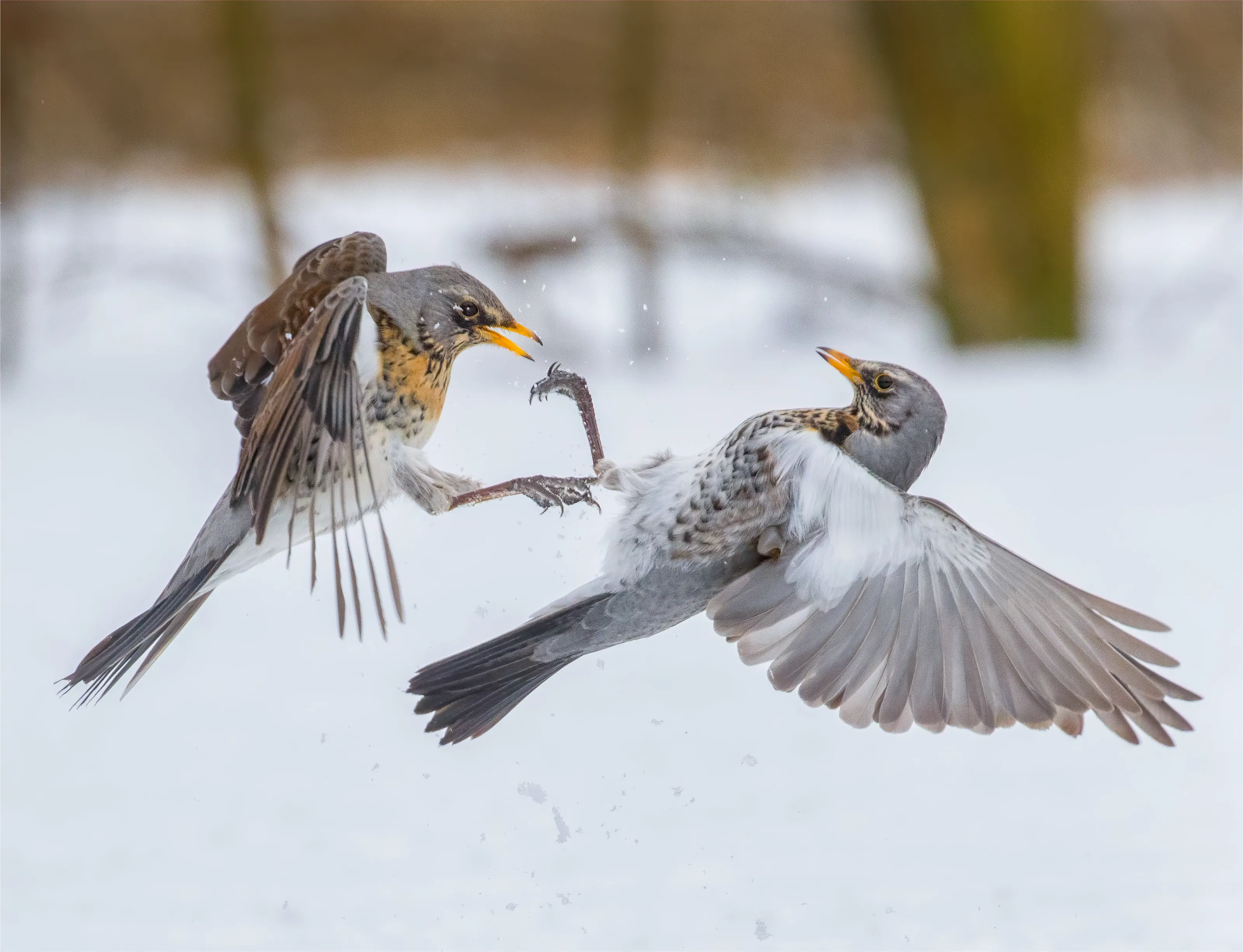 Bird Behaviour
