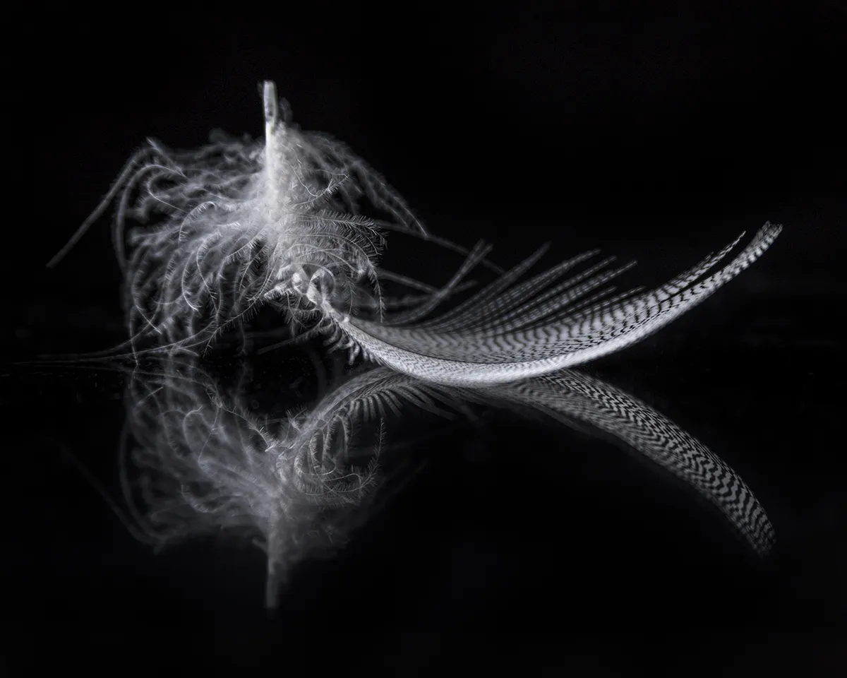 Feathers