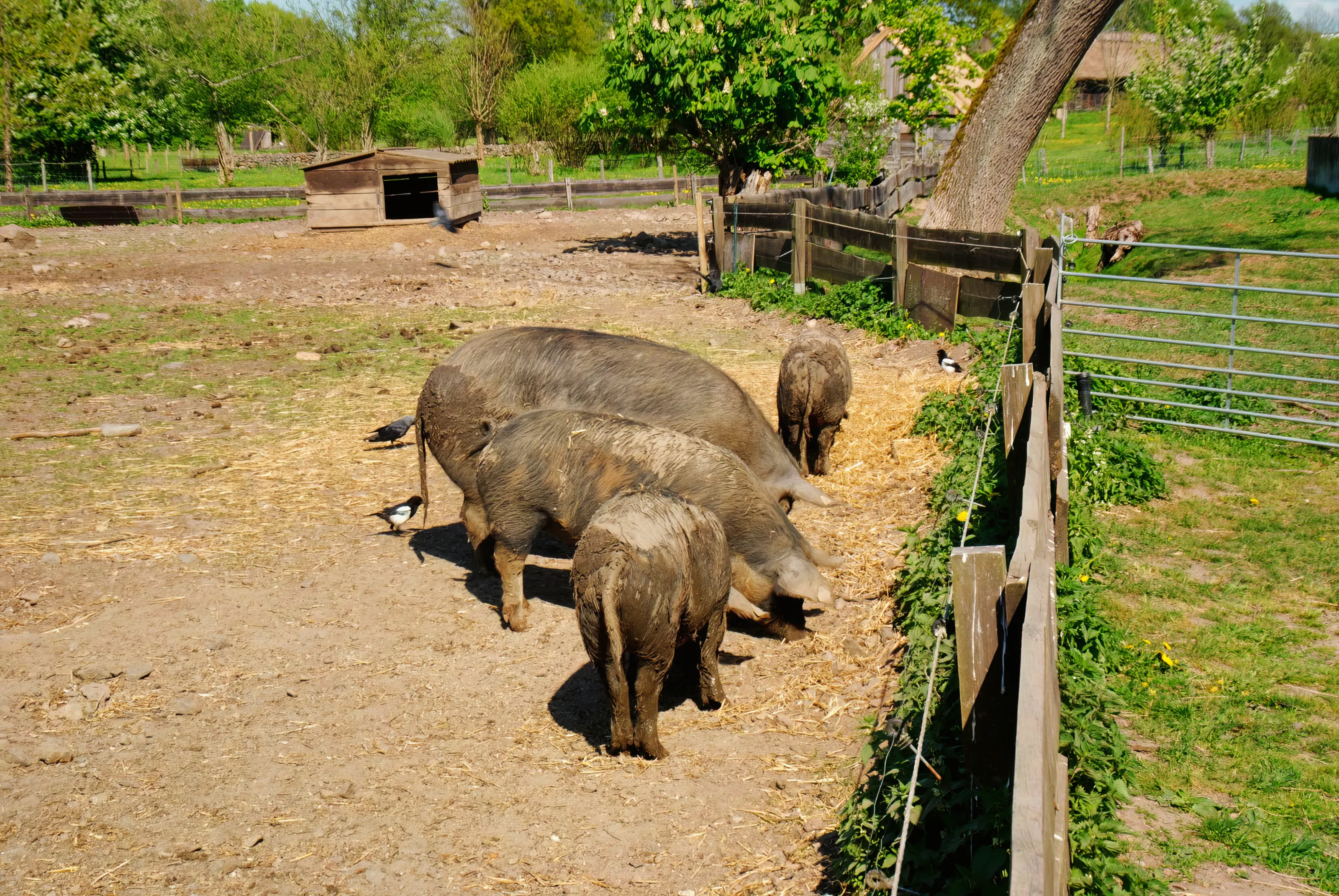 Pigs Living Outdoors