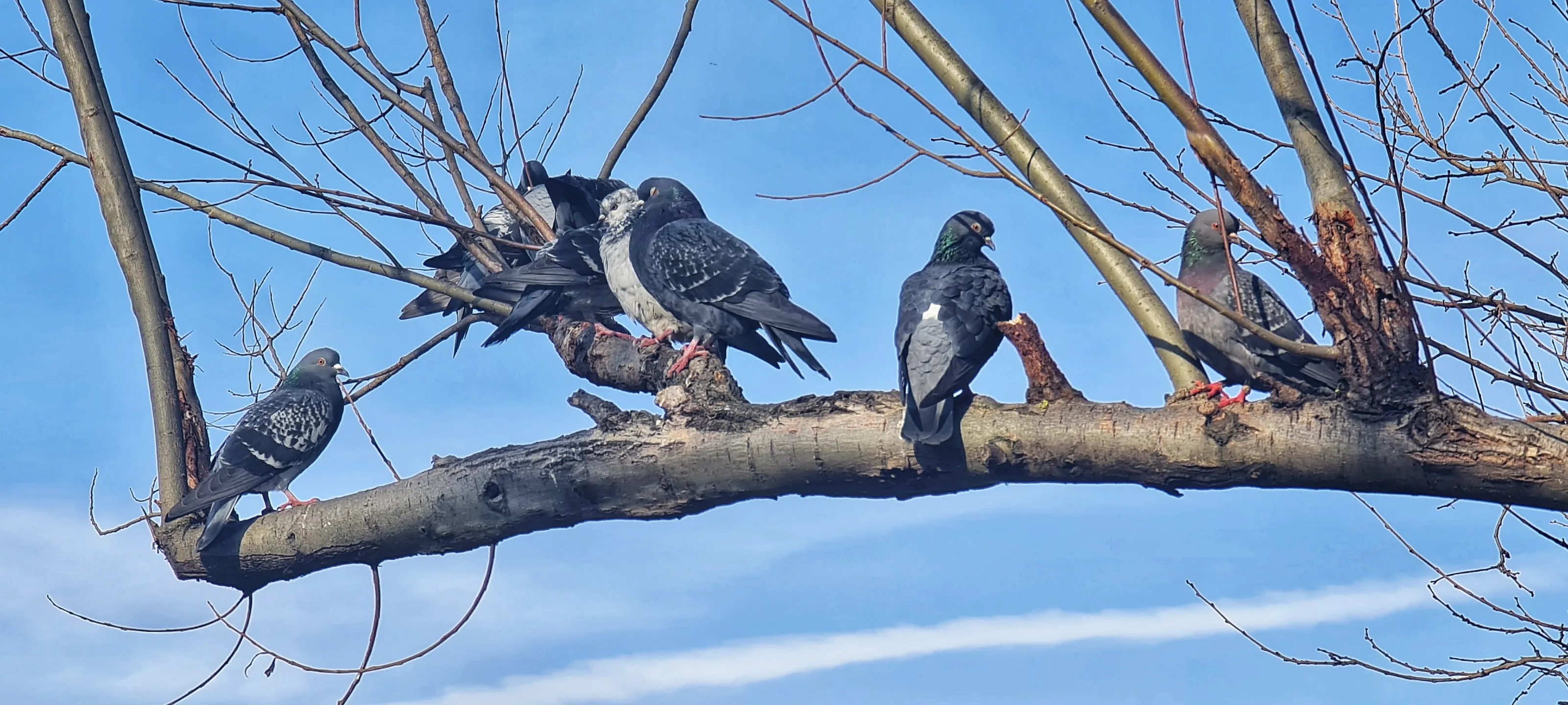 Groups of Pigeons on a Tree Branch