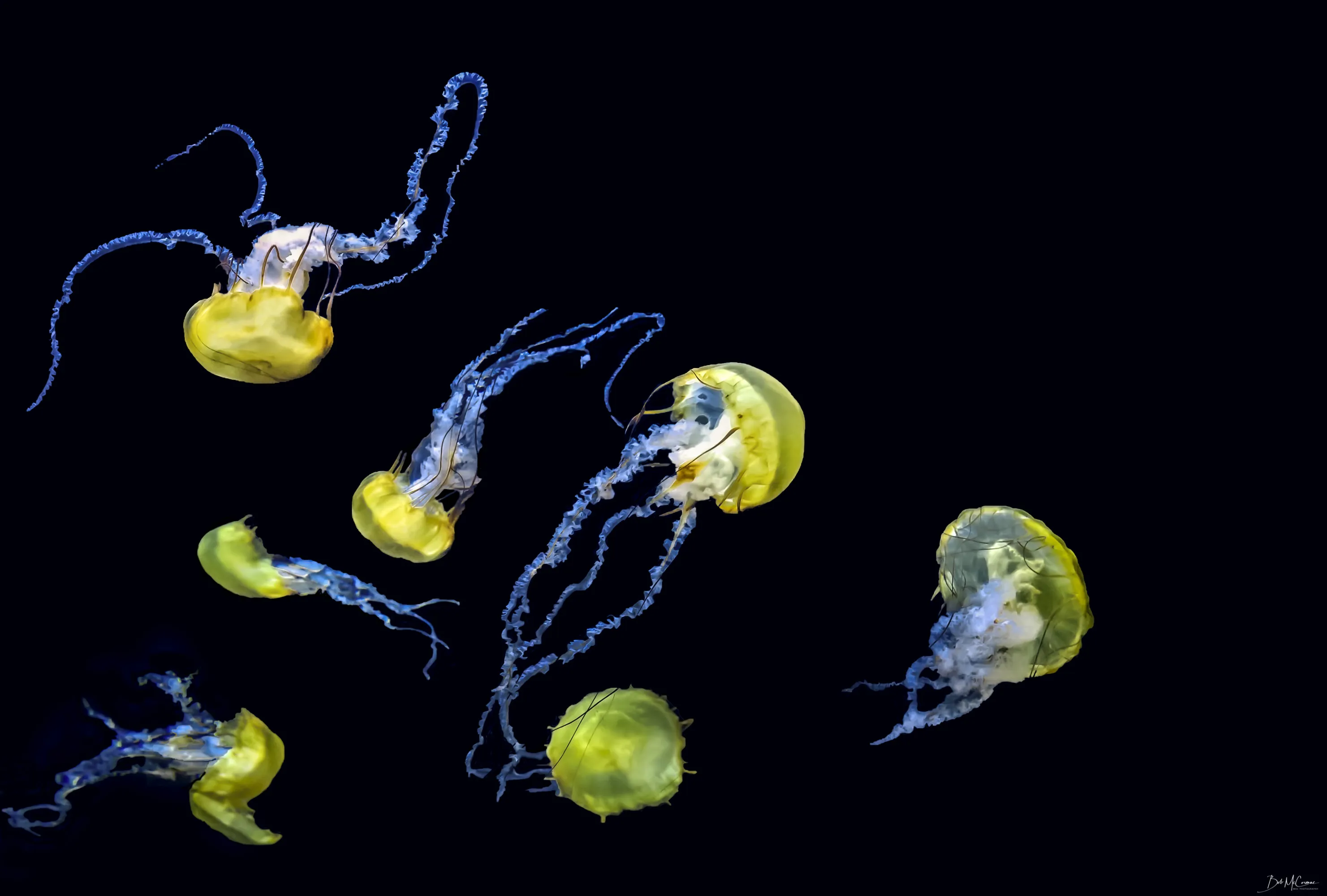 Jellyfish