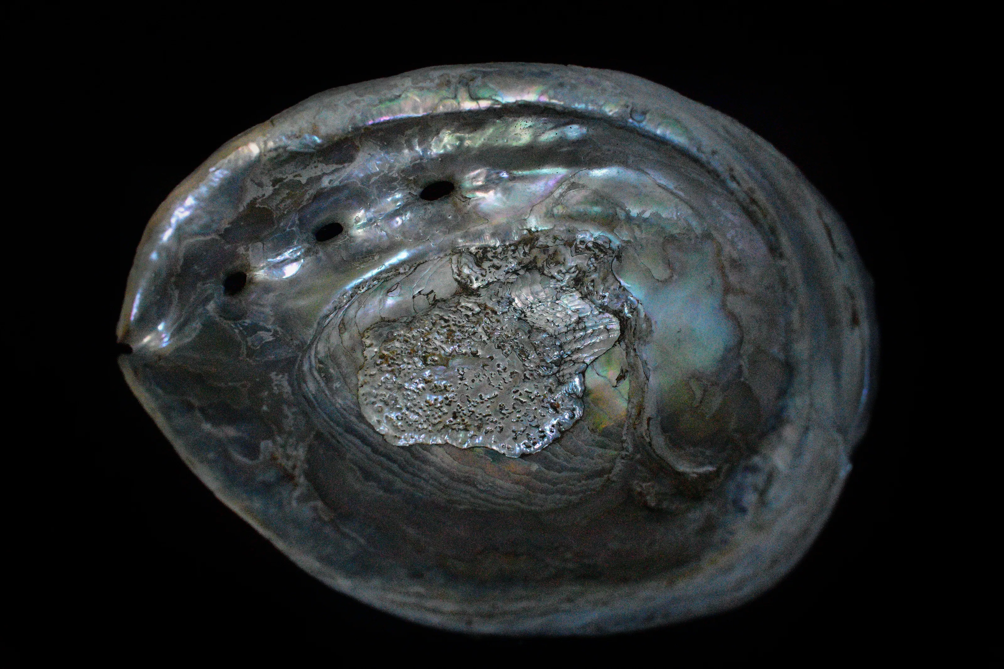 Shells (in colour)