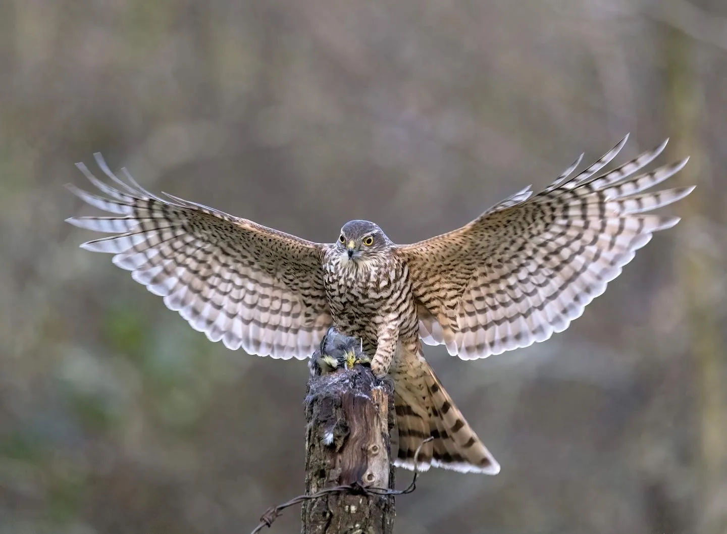 Birds of Prey with their Prey (in colour)