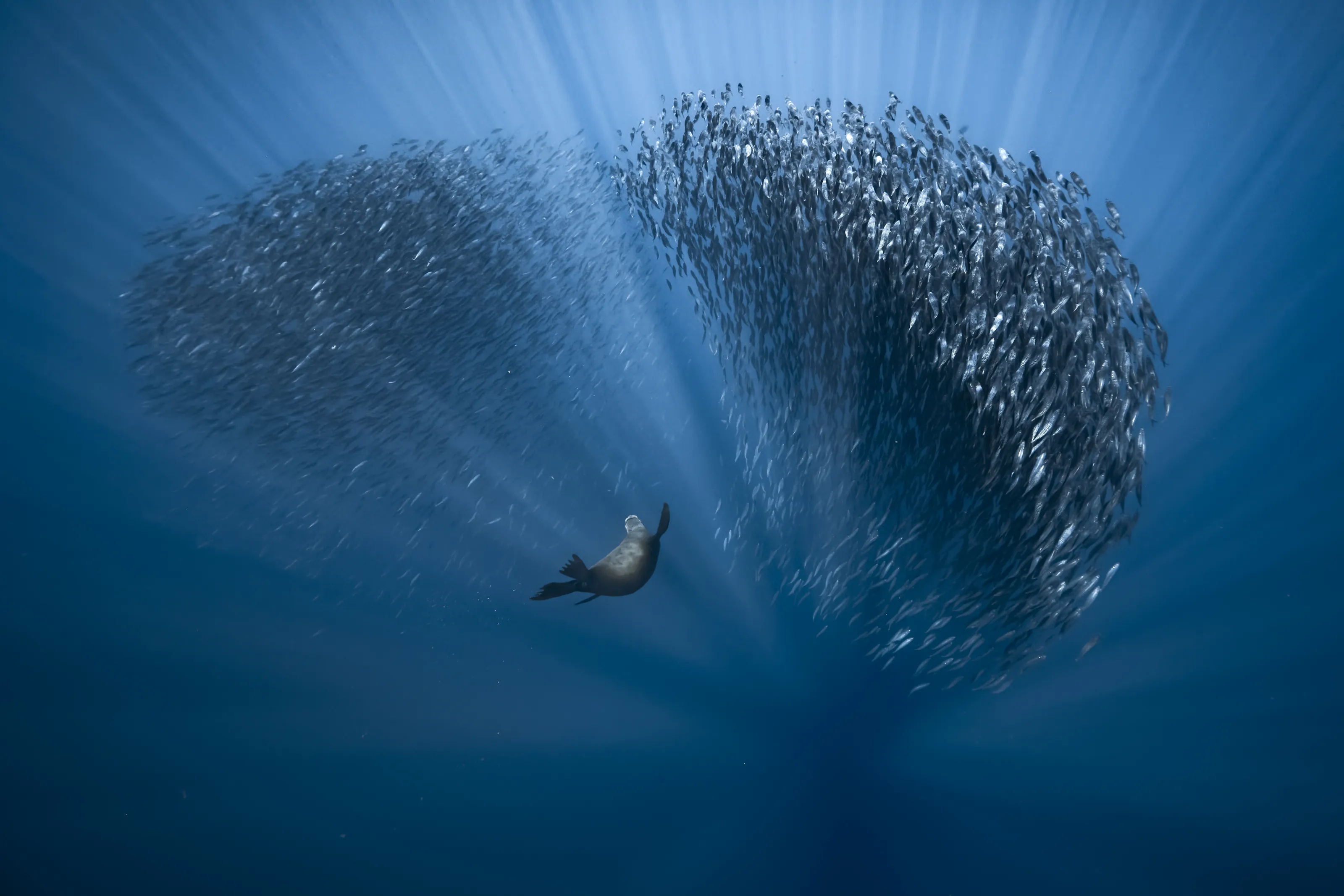 The Ocean