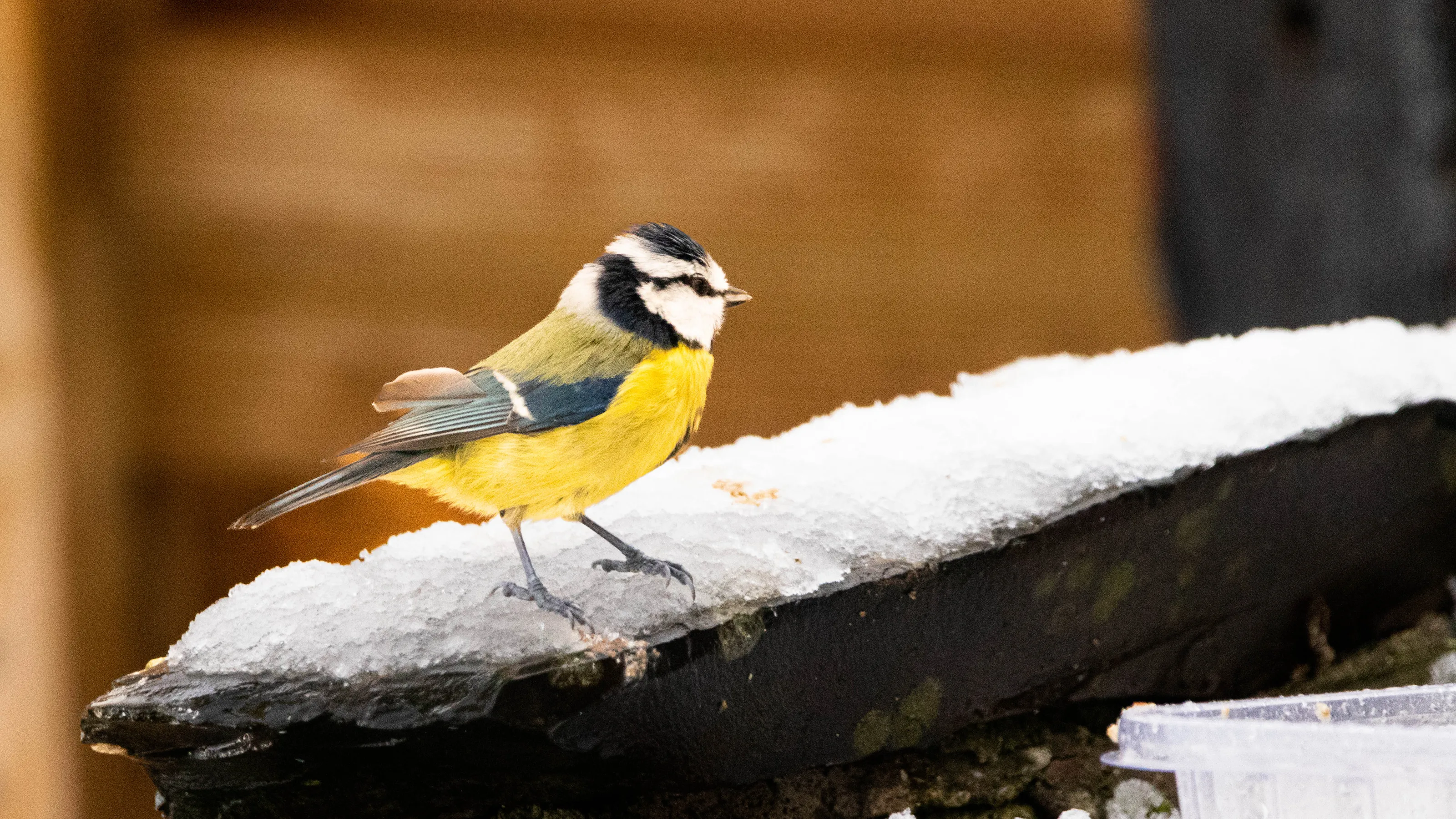 Birds in the Snow