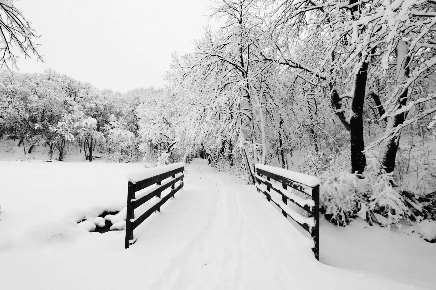 Snowy Landscapes in Black and White