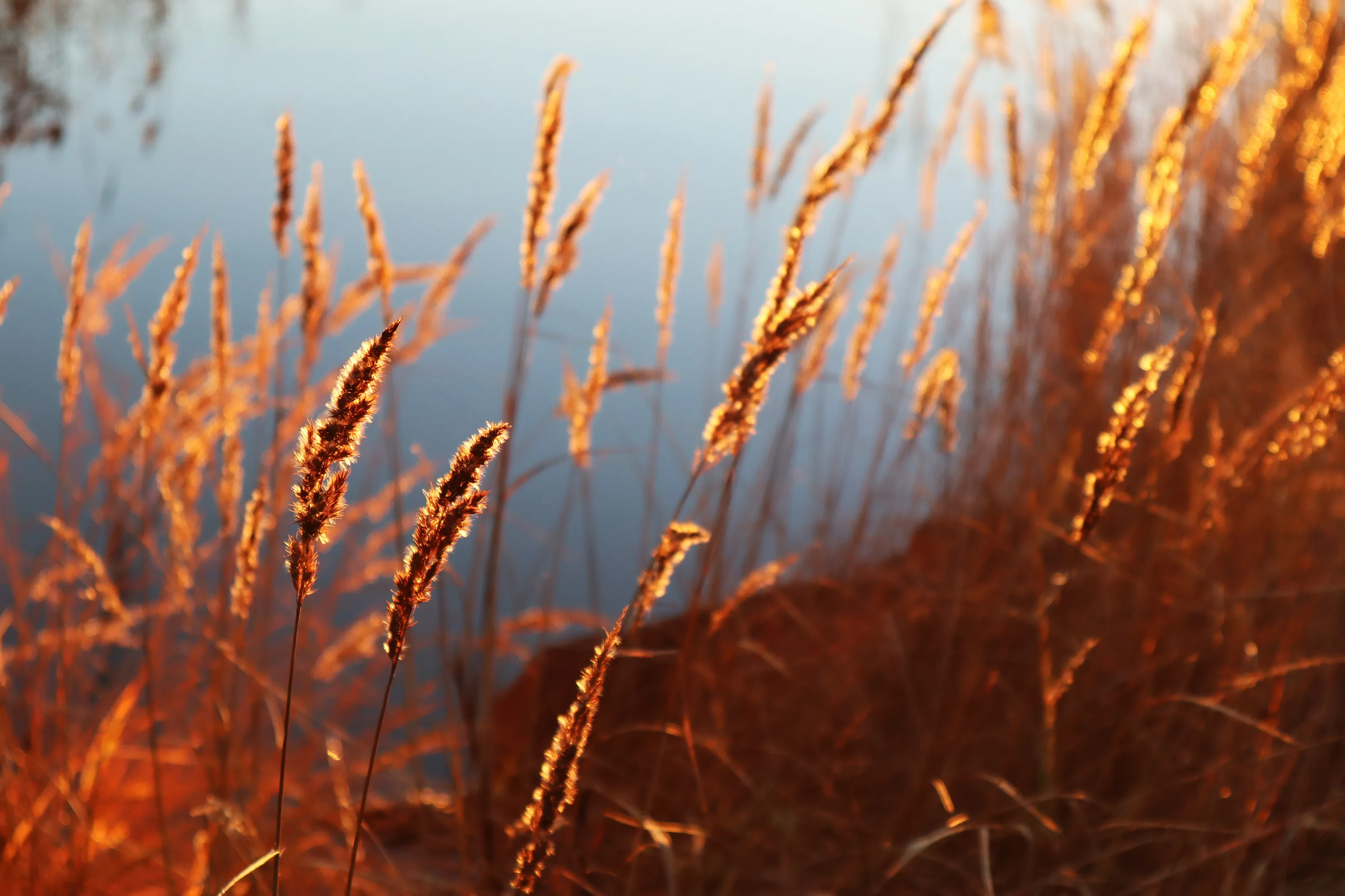 Small Things Catching the Light