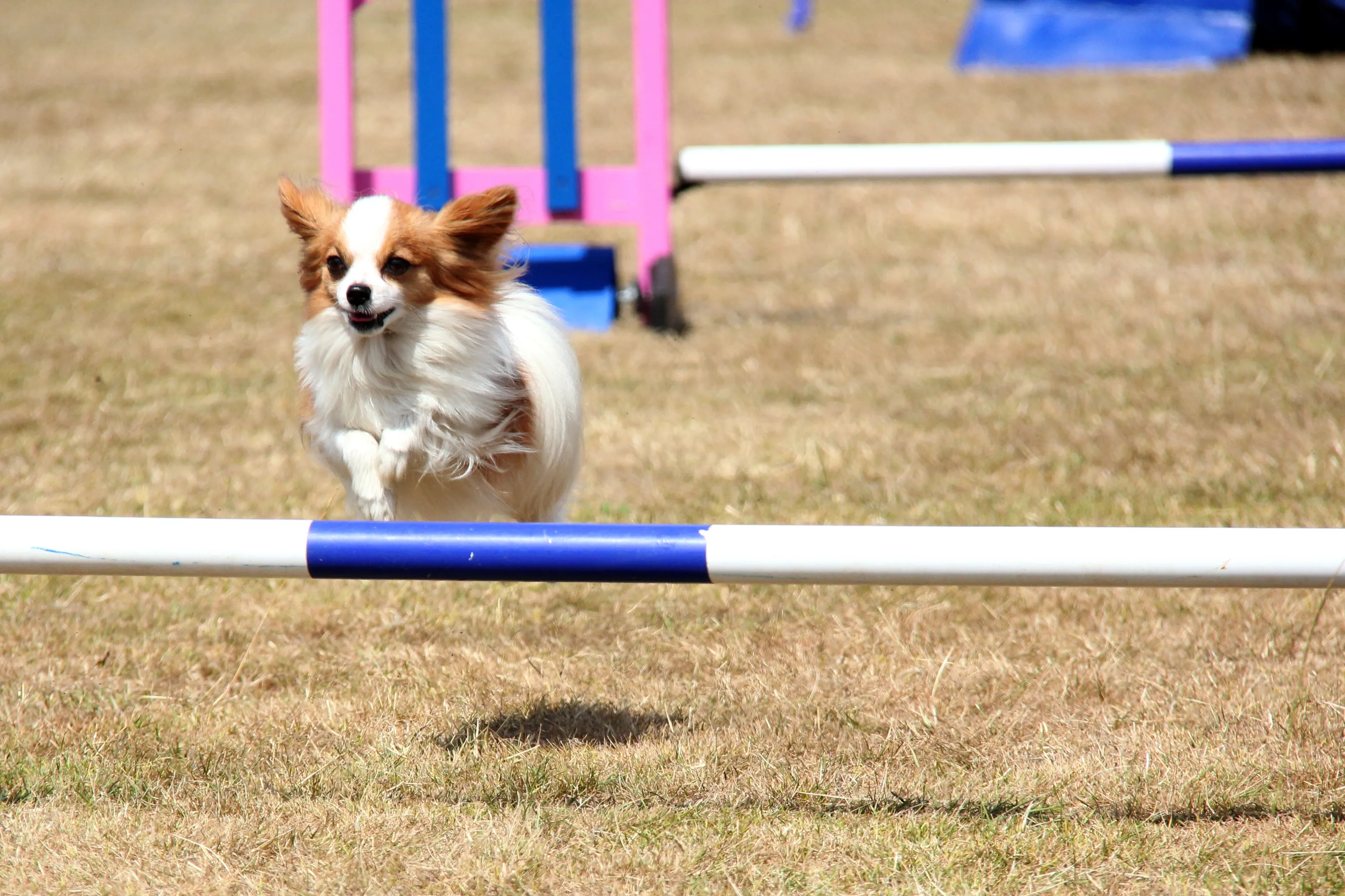 Small Breeds of Dog