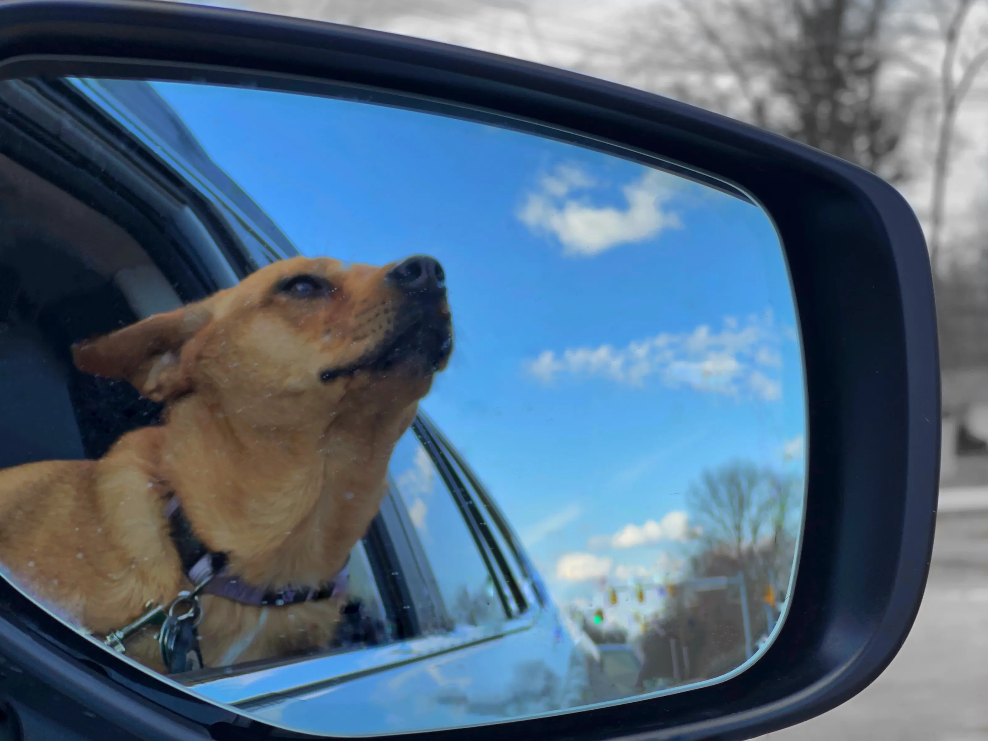 Reflections of Animals or Other People