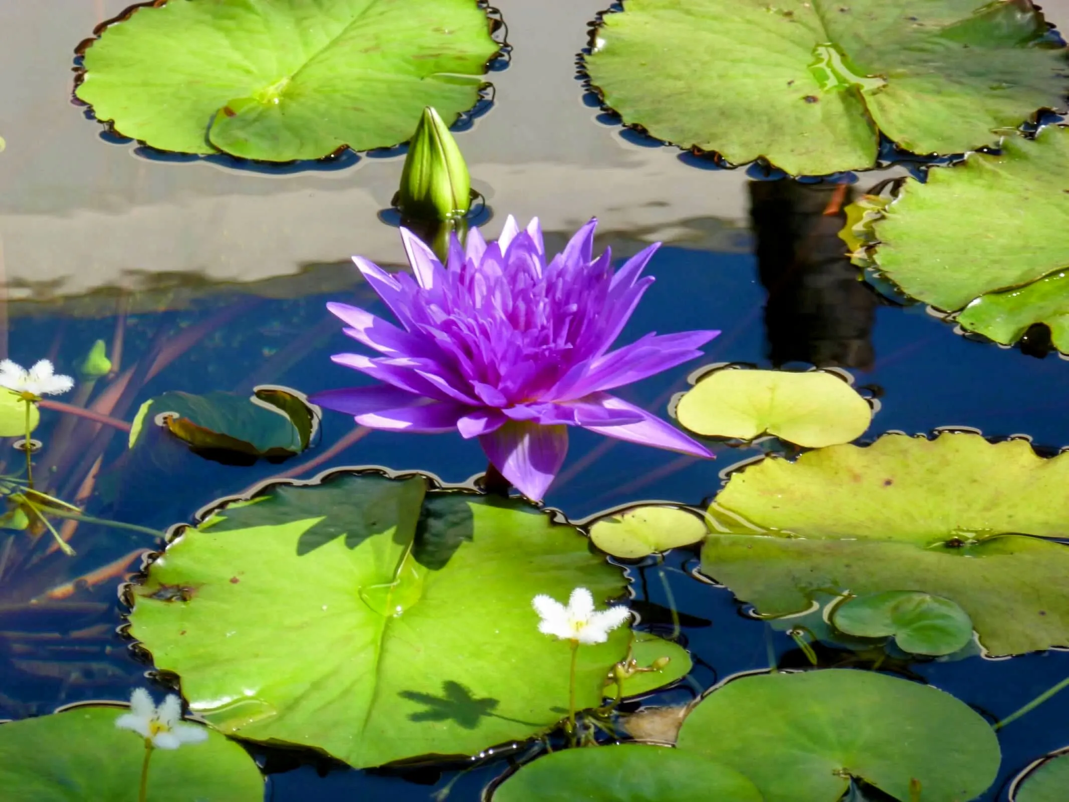 Water Lilies (in colour)