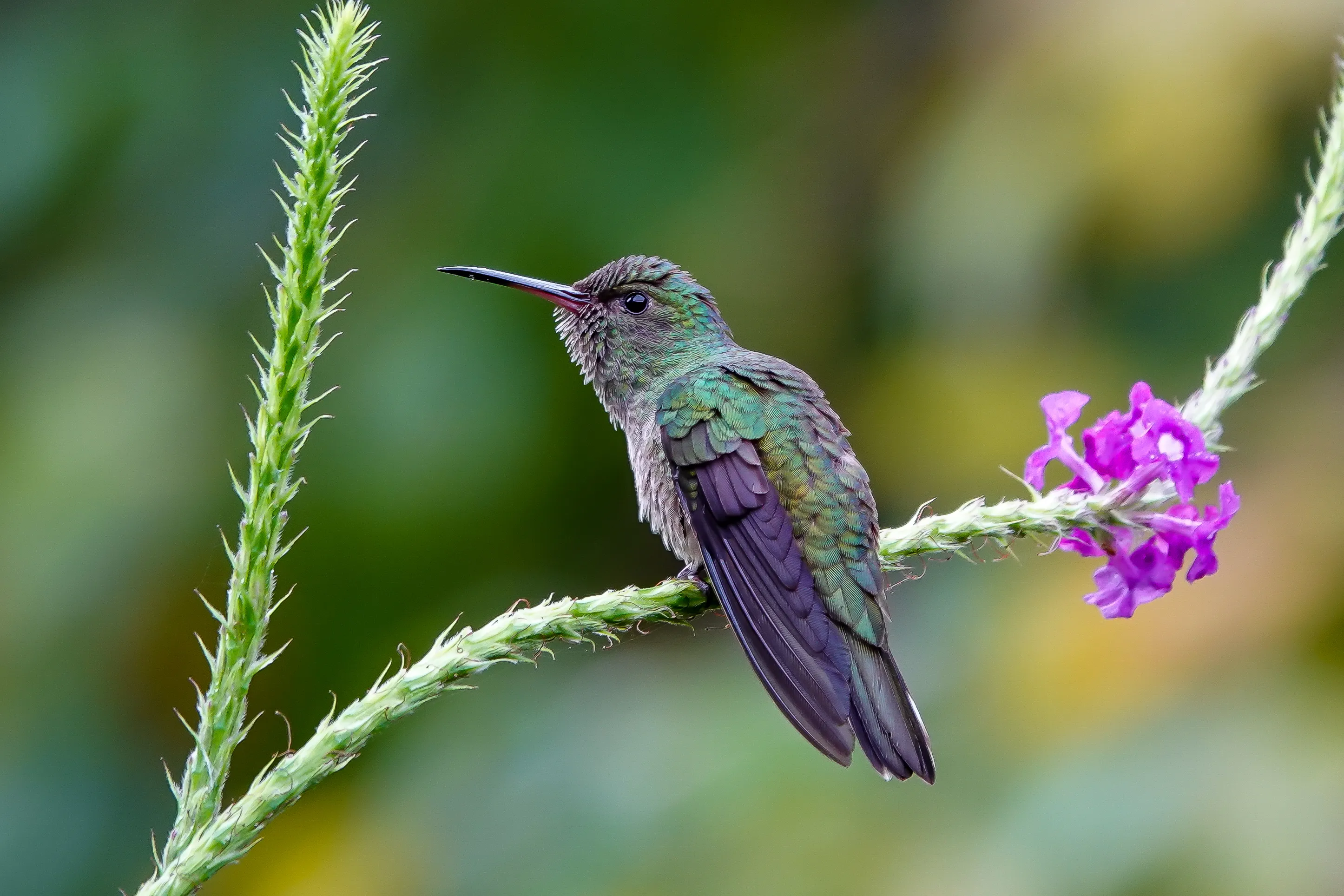 Hummingbirds (in colour)