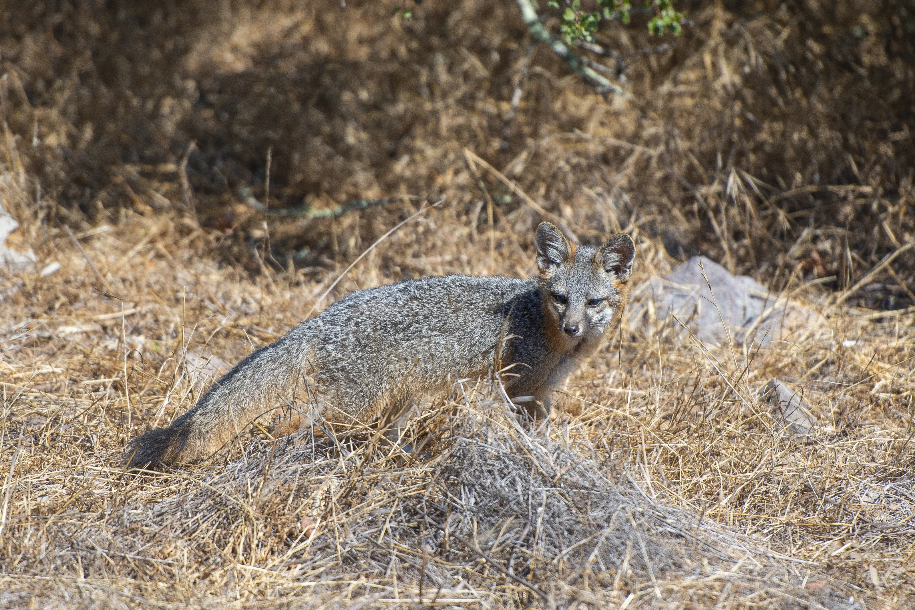 Wild Canines