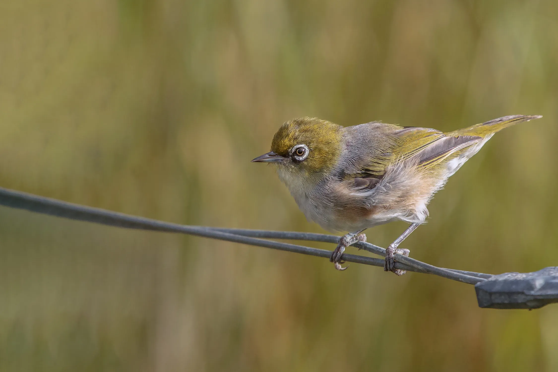 One Bird on a Wire