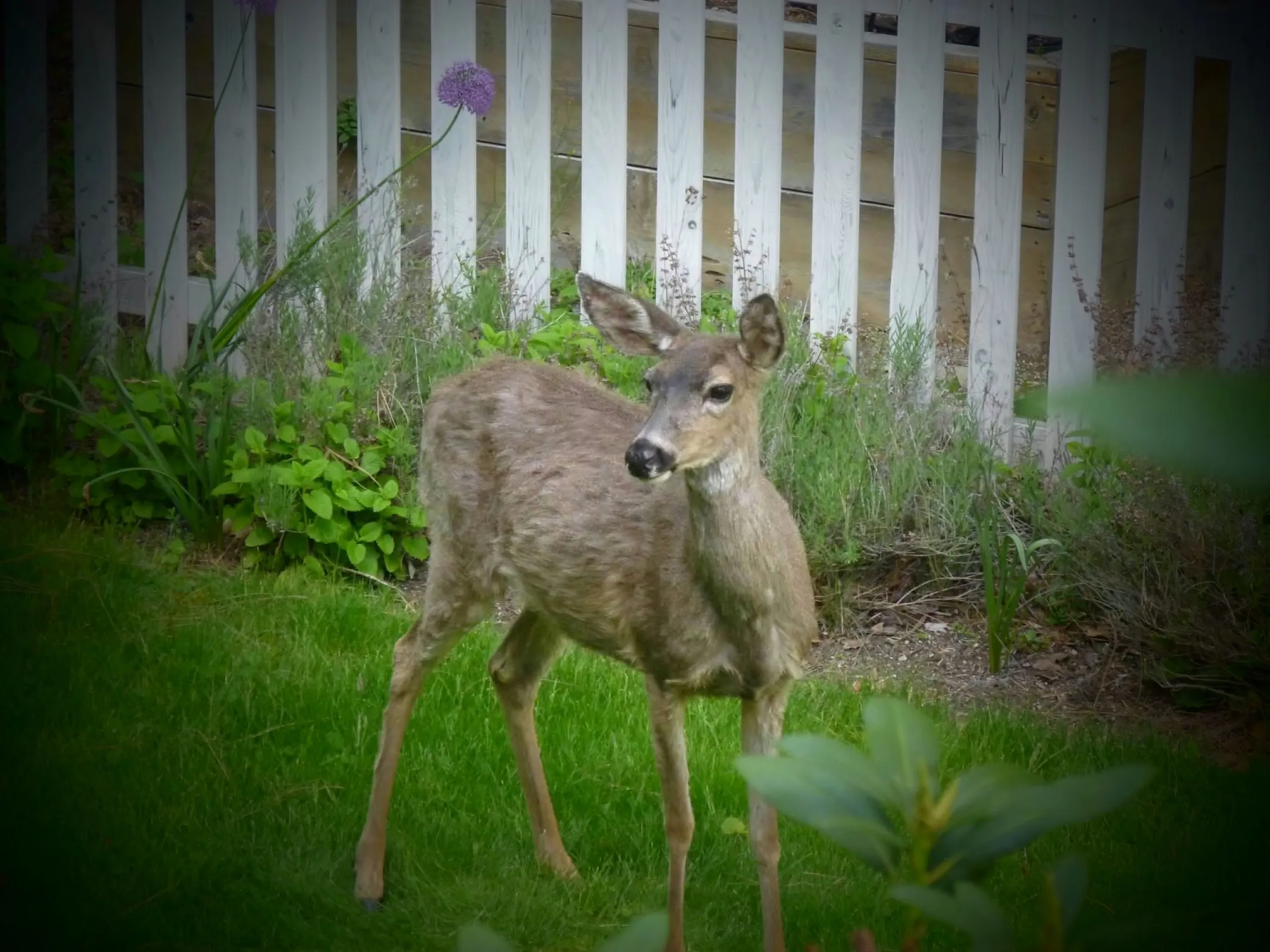 Animals in a Garden or Yard