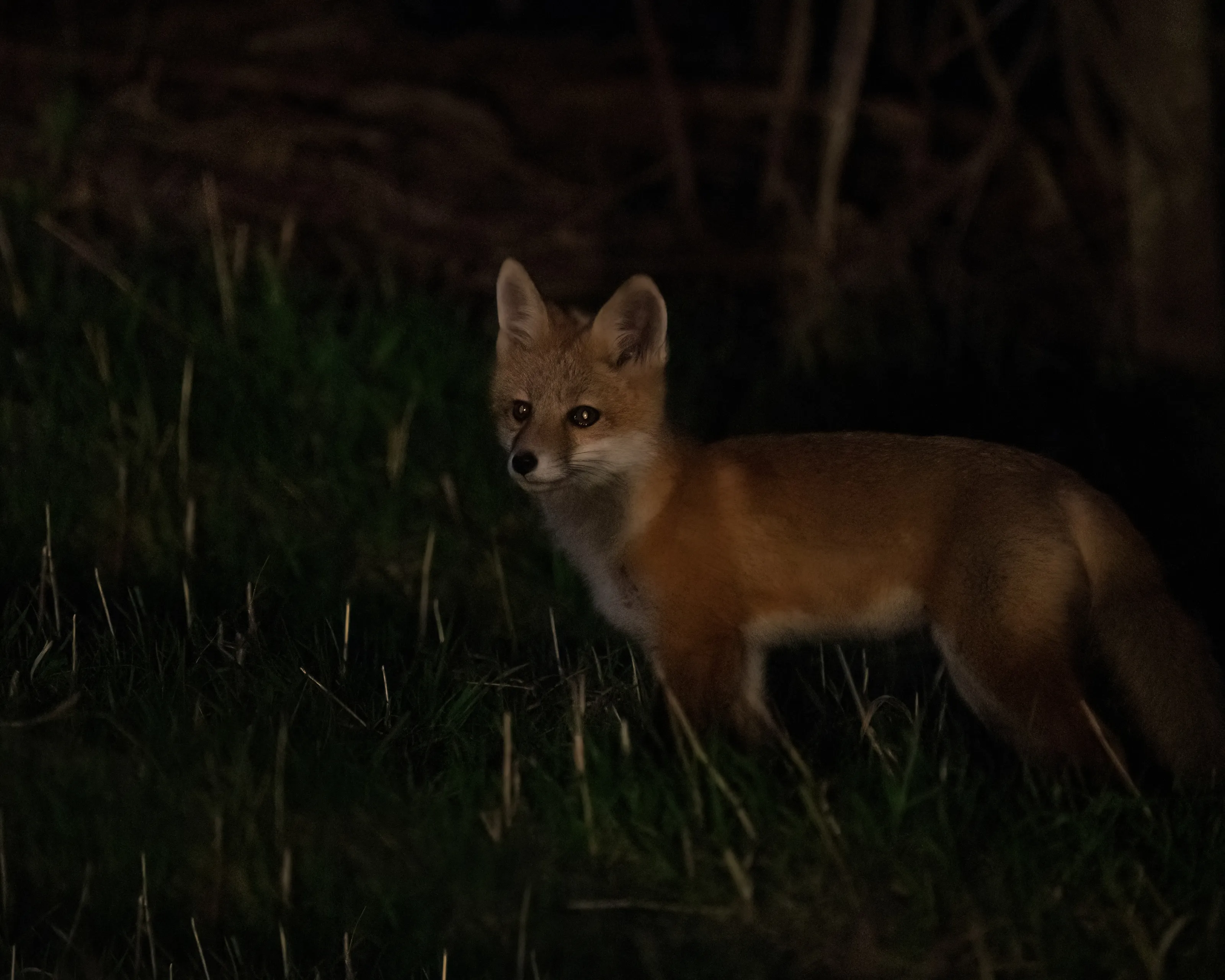 Wild Animals in the Dark