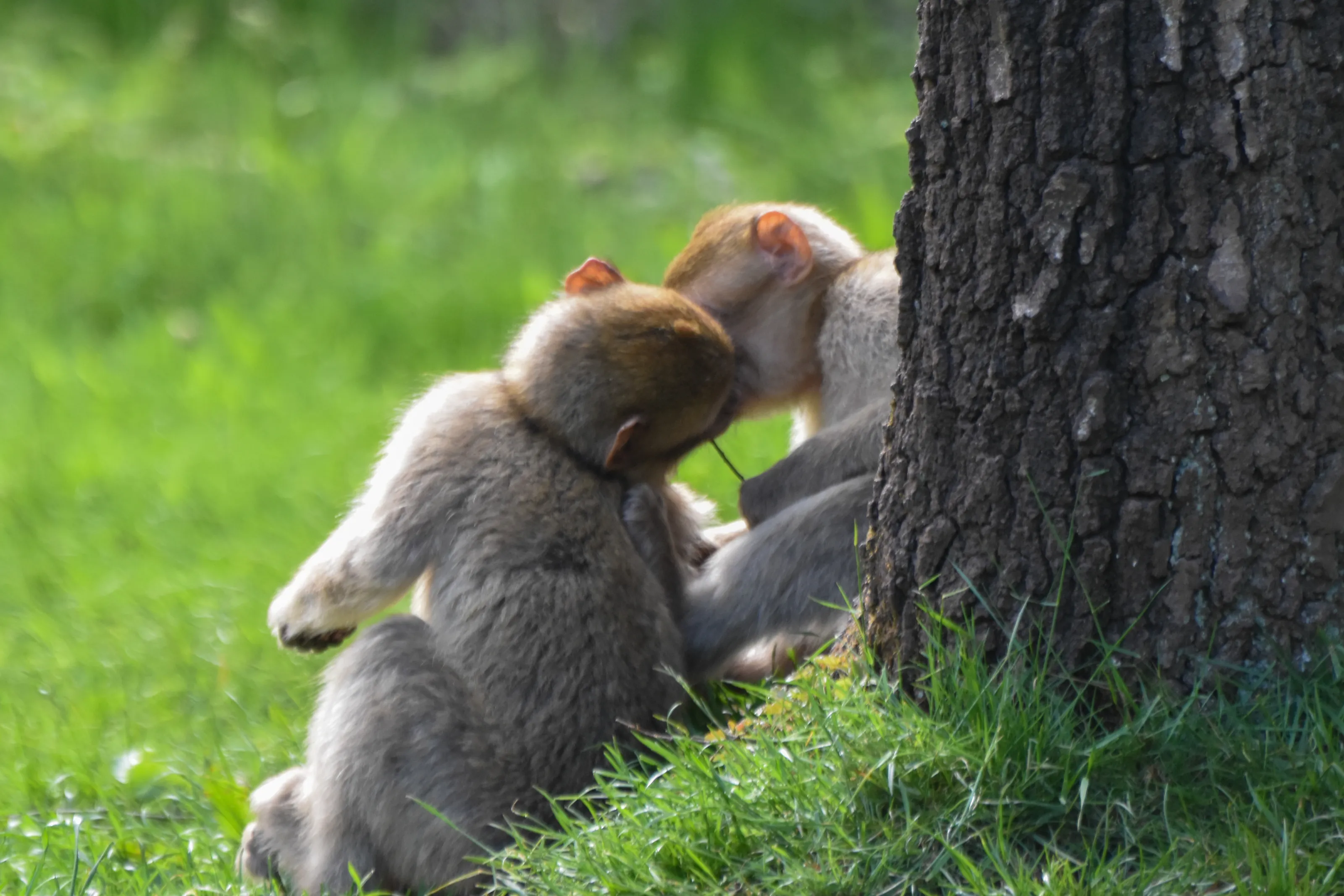 Kissing in the Animal Kingdom