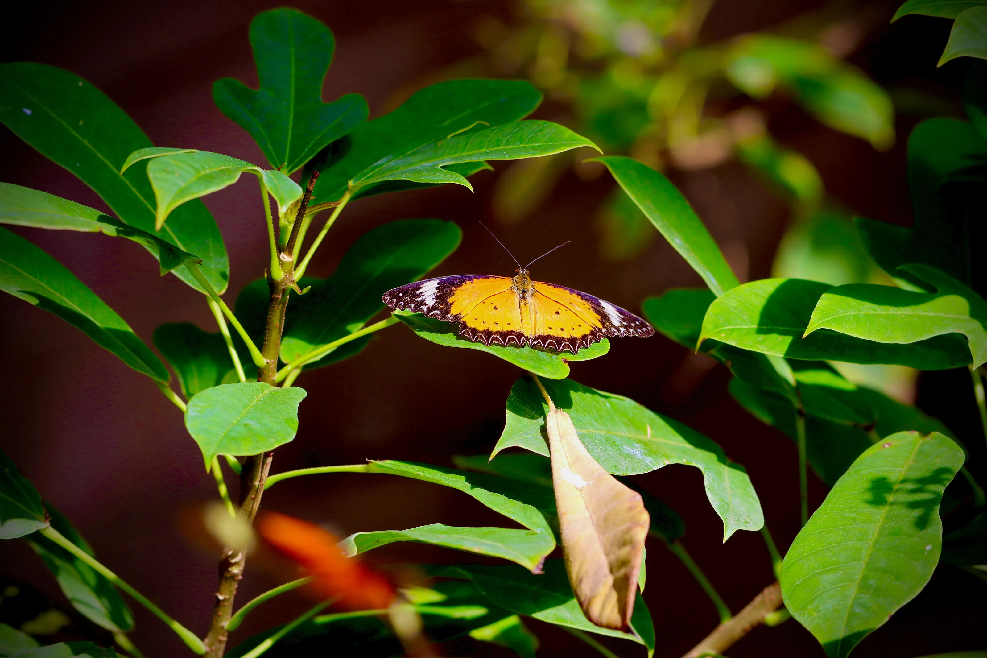 Butterflies (in colour)